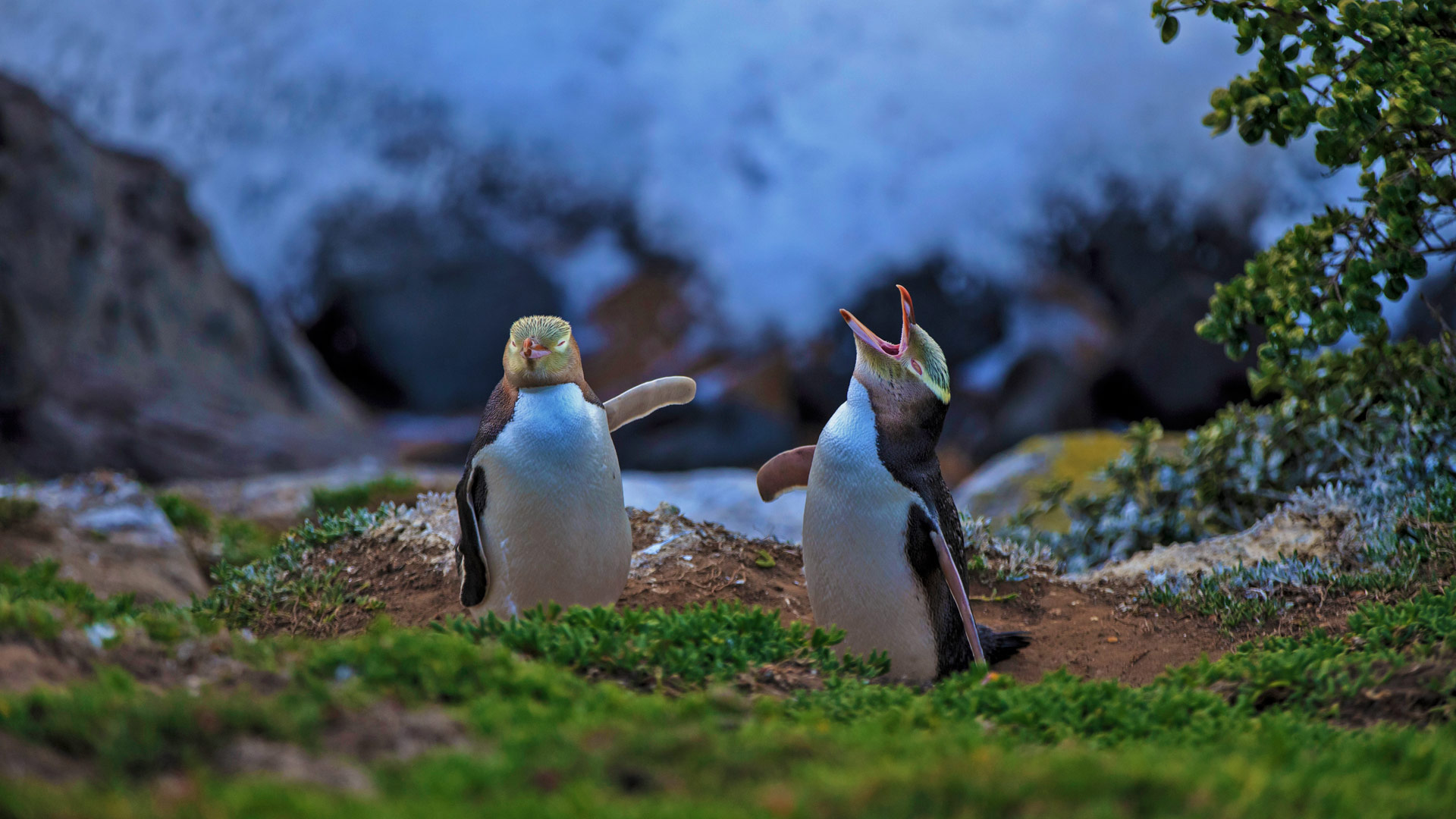 Yellow-eyed penguins at Katiki Point, Moeraki, New Zealand