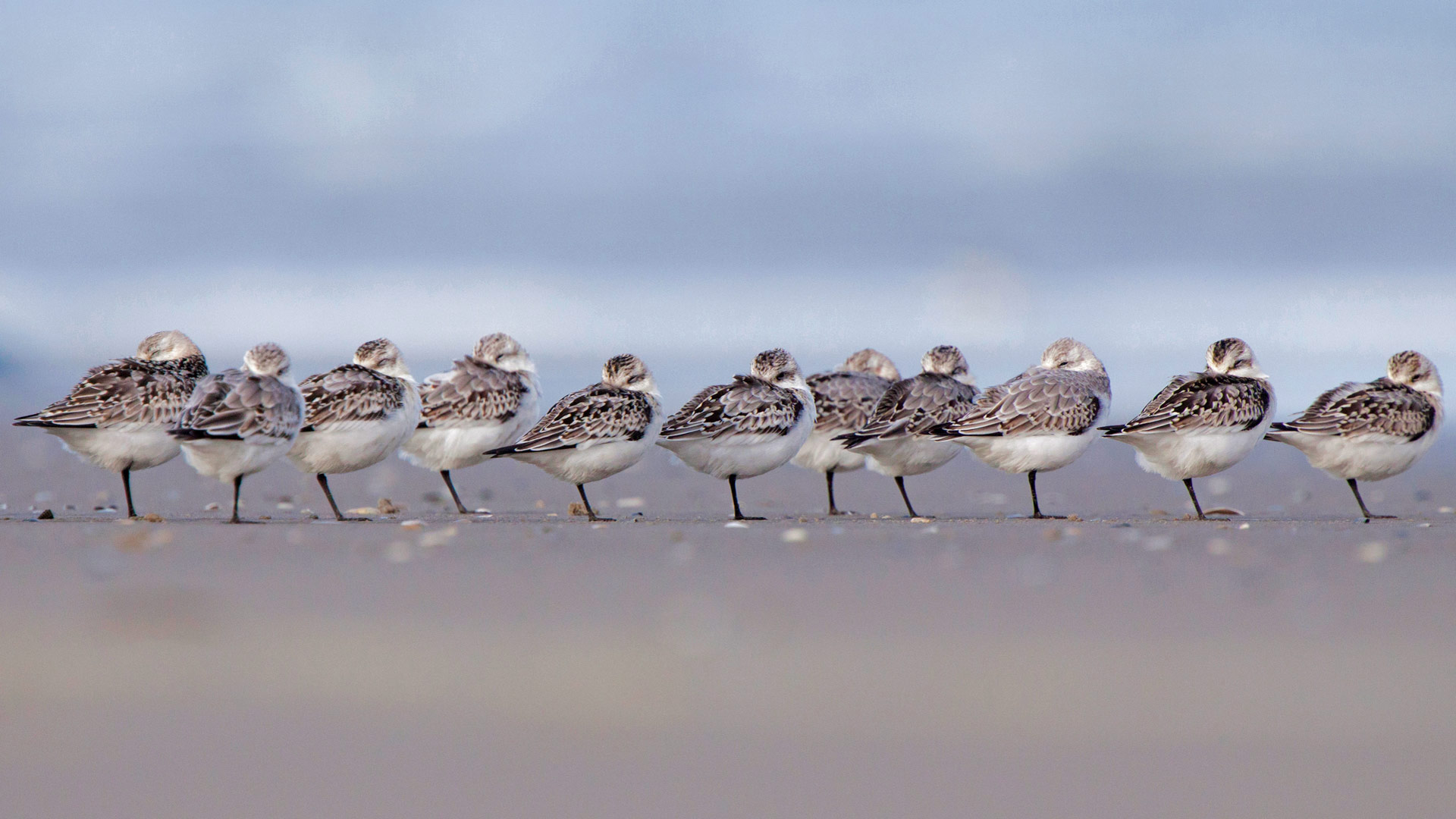 Sanderlings sleeping on a beach in Terschelling, Netherlands