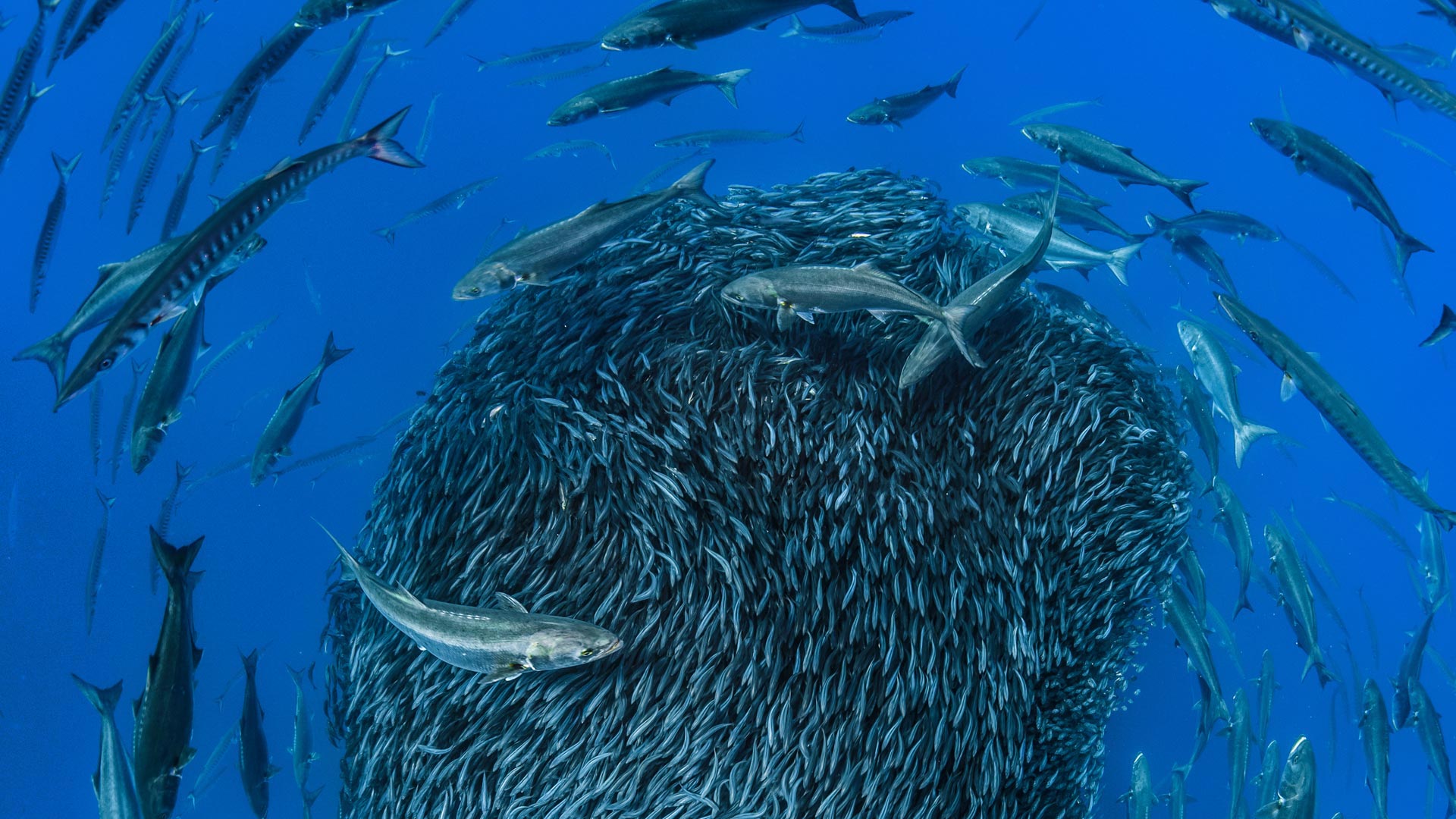 European barracuda and bluefish circling a bait ball of Atlantic horse mackerel off the shore of the Formigas Islets, Azores, Portugal