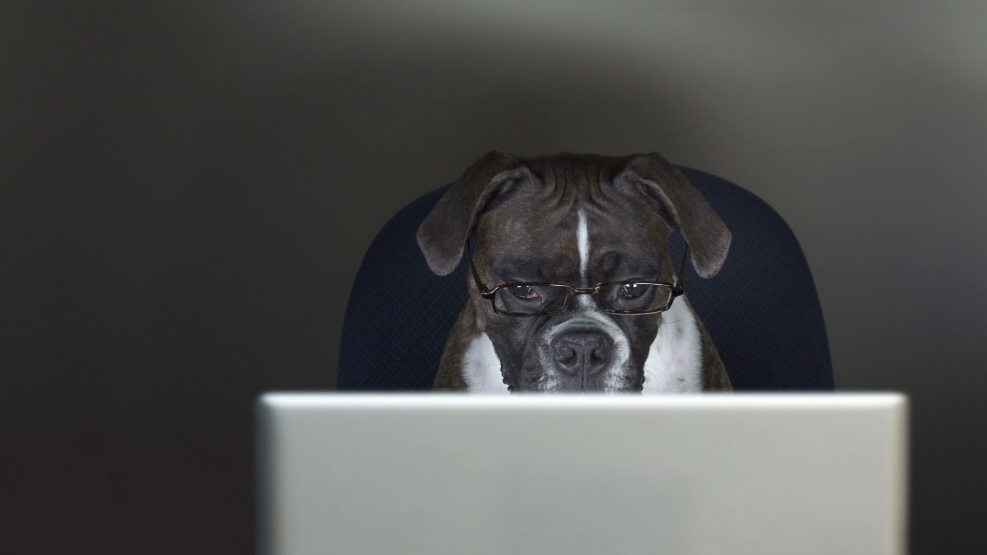 Take Your Dog to Work Day
