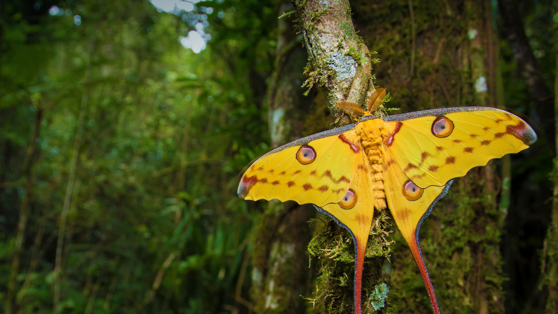 And you thought moths were boring