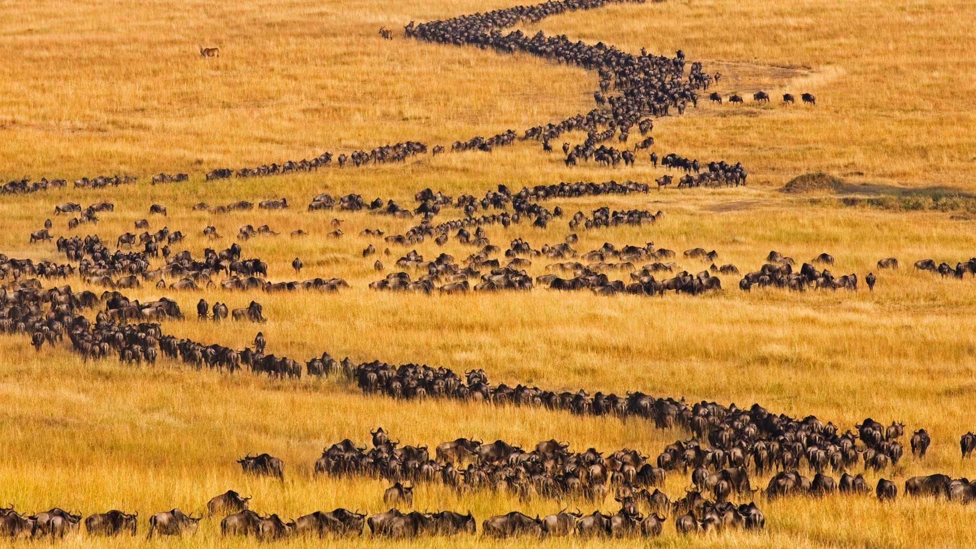 Blue wildebeest on the move for their annual migration in Maasai Mara, Kenya