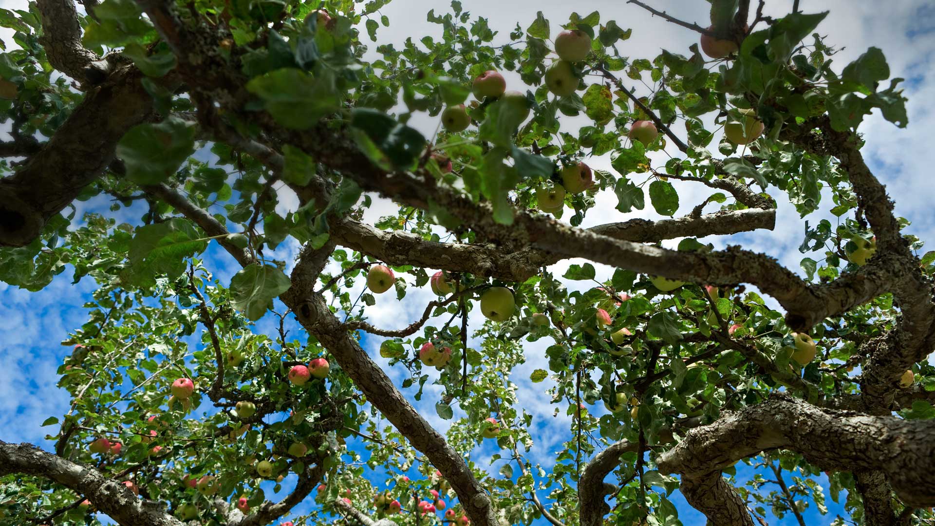 Apple tree on Salt Spring Island in British Columbia, Canada