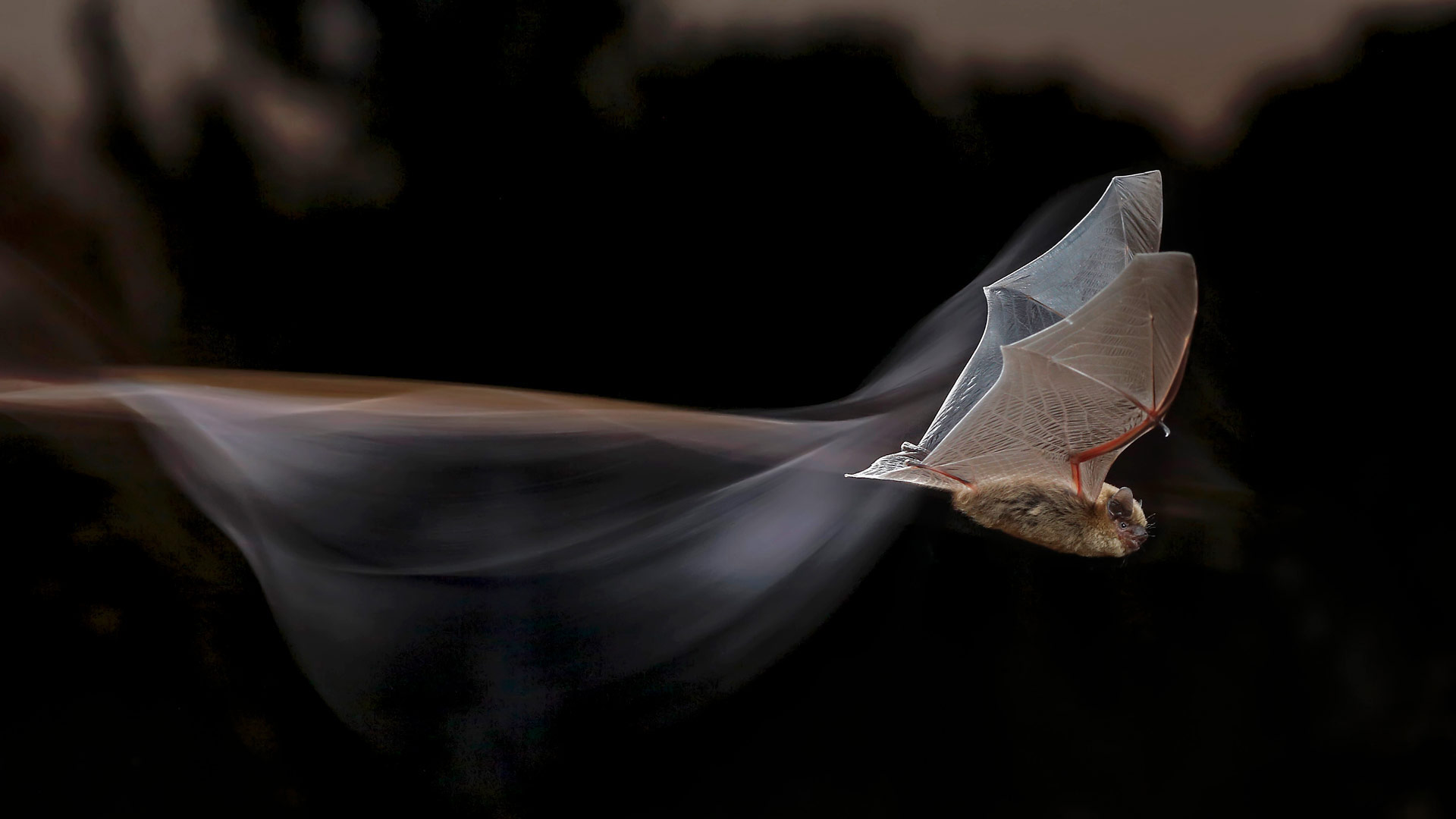 Common pipistrelle bat for Bat Appreciation Month
