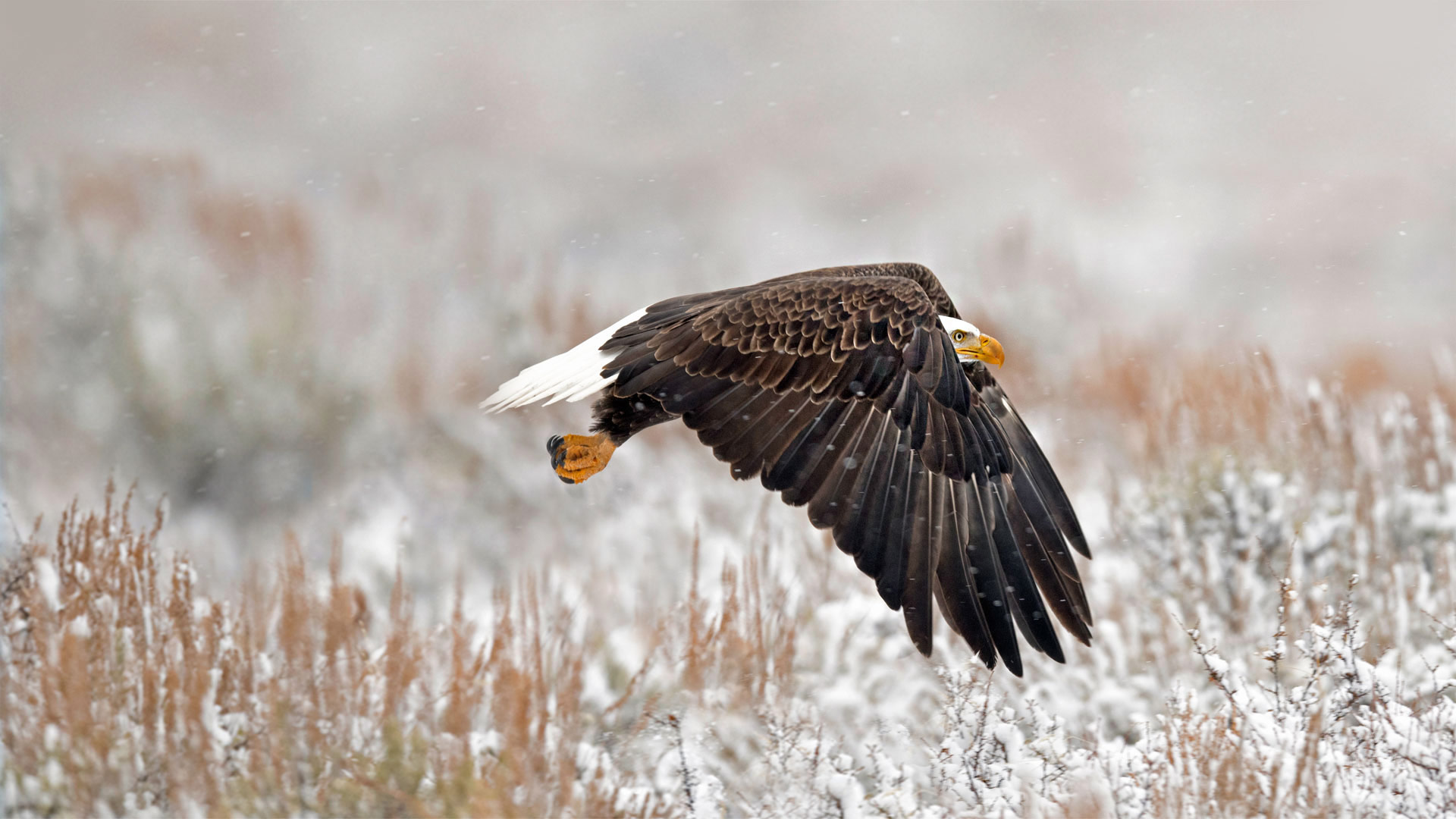 A bald eagle in Wyoming’s Grand Teton National Park