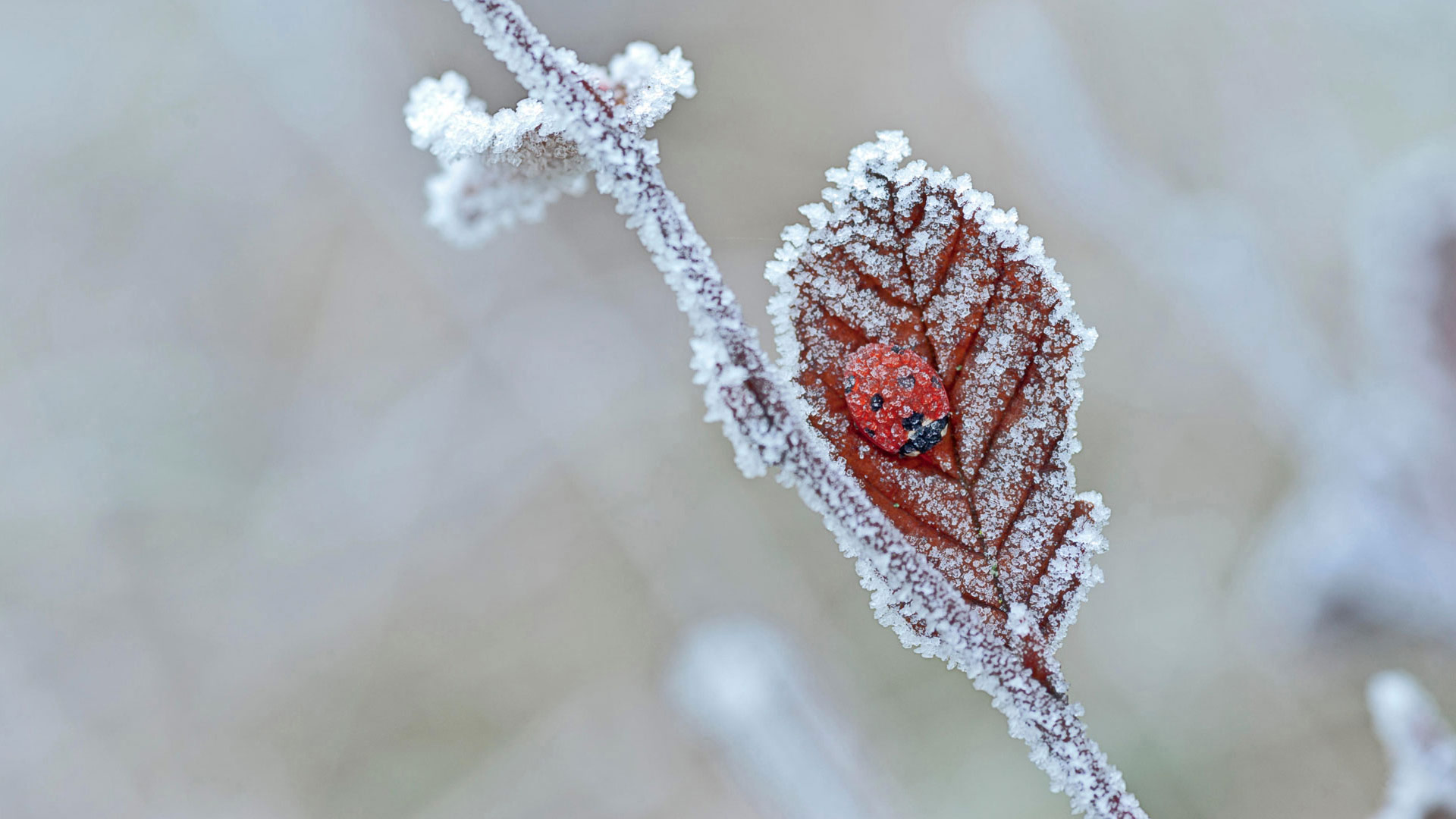 A ladybug hibernates in Tewin, England