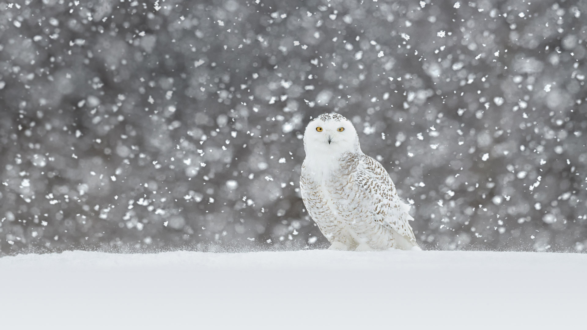 Snowy owl