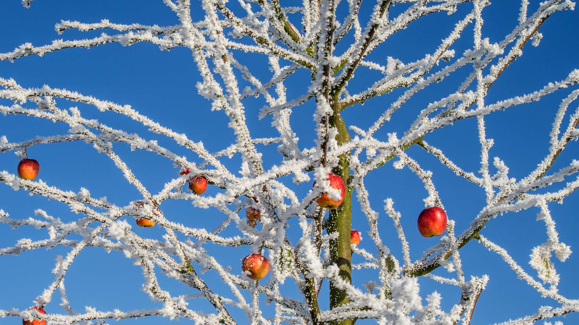 On Pie Day, an apple tree in winter
