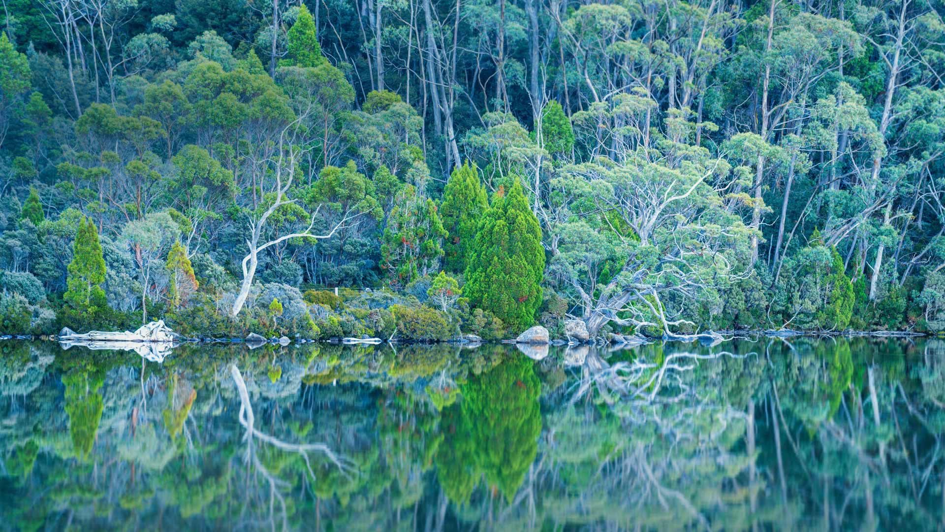 Lake Dobson in Mount Field National Park of Tasmania
