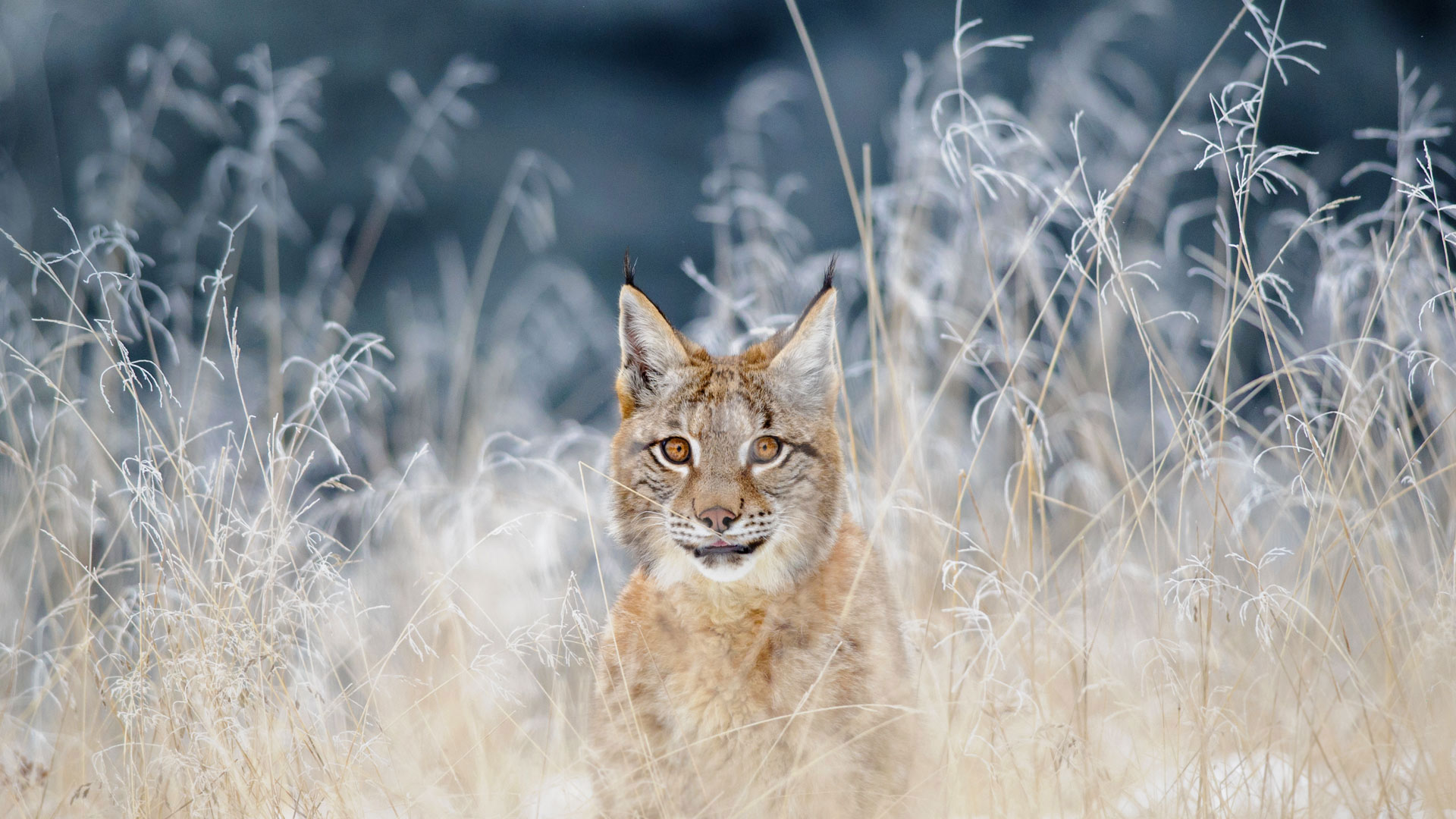 Eurasian lynx in the Bohemian-Moravian Highlands of the Czech Republic