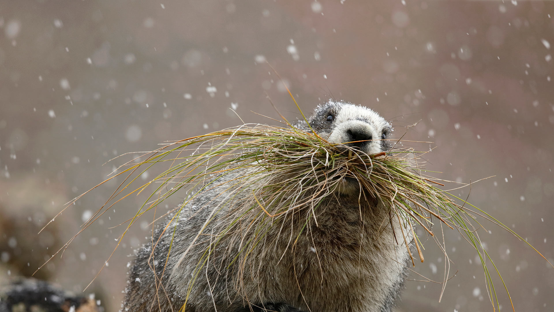 Hoary marmot in Denali National Park, Alaska