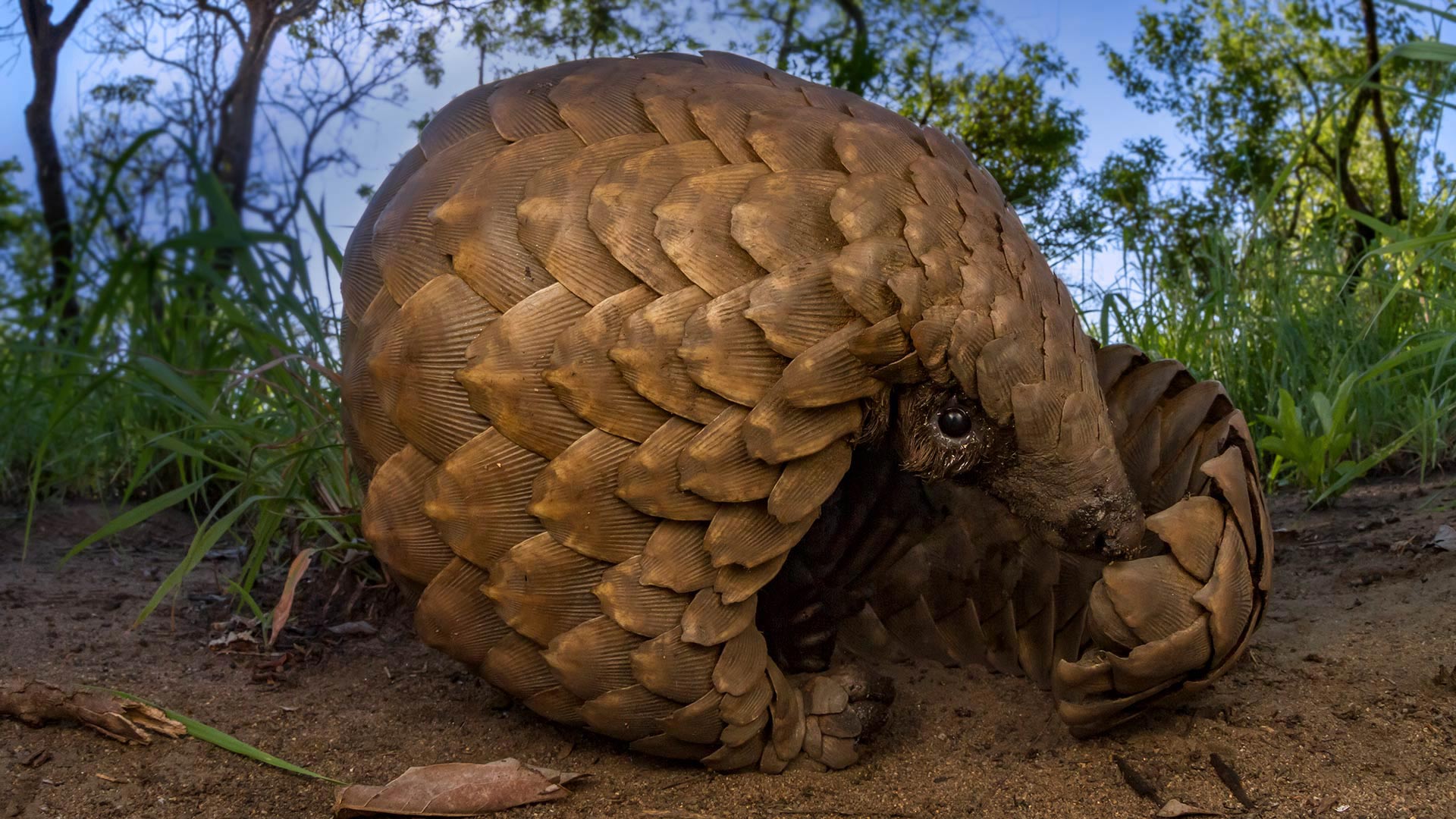 Ground pangolin at Gorongosa National Park, Mozambique