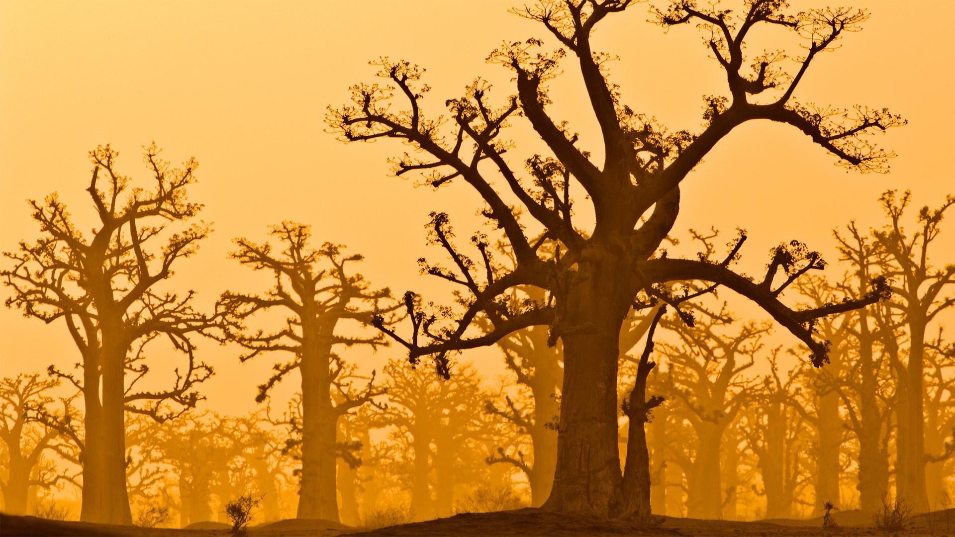 A baobab grove near Bandia Wildlife Reserve in Senegal