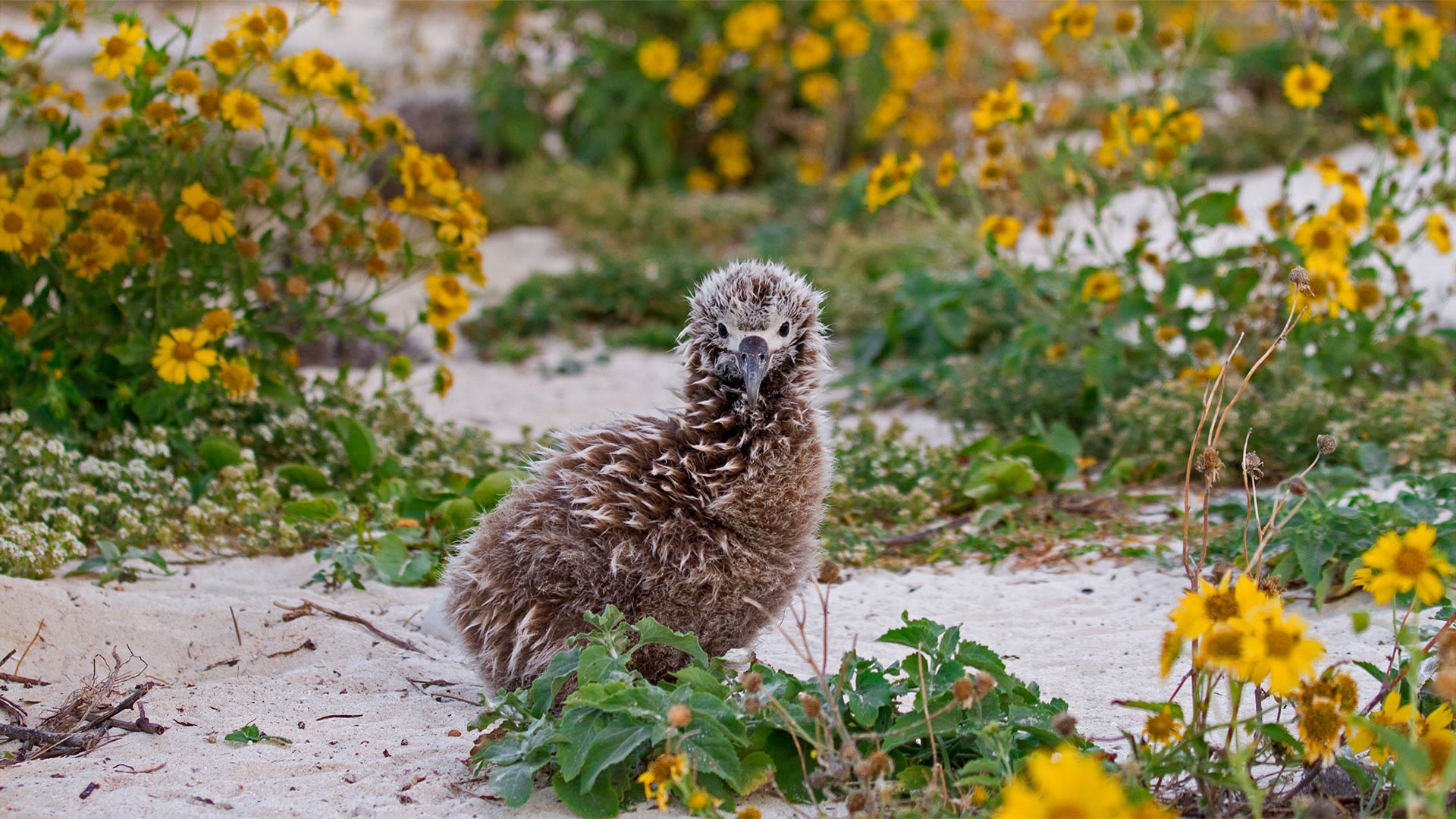 Laysan albatross chick on Midway Atoll, Hawaiian Leeward Islands