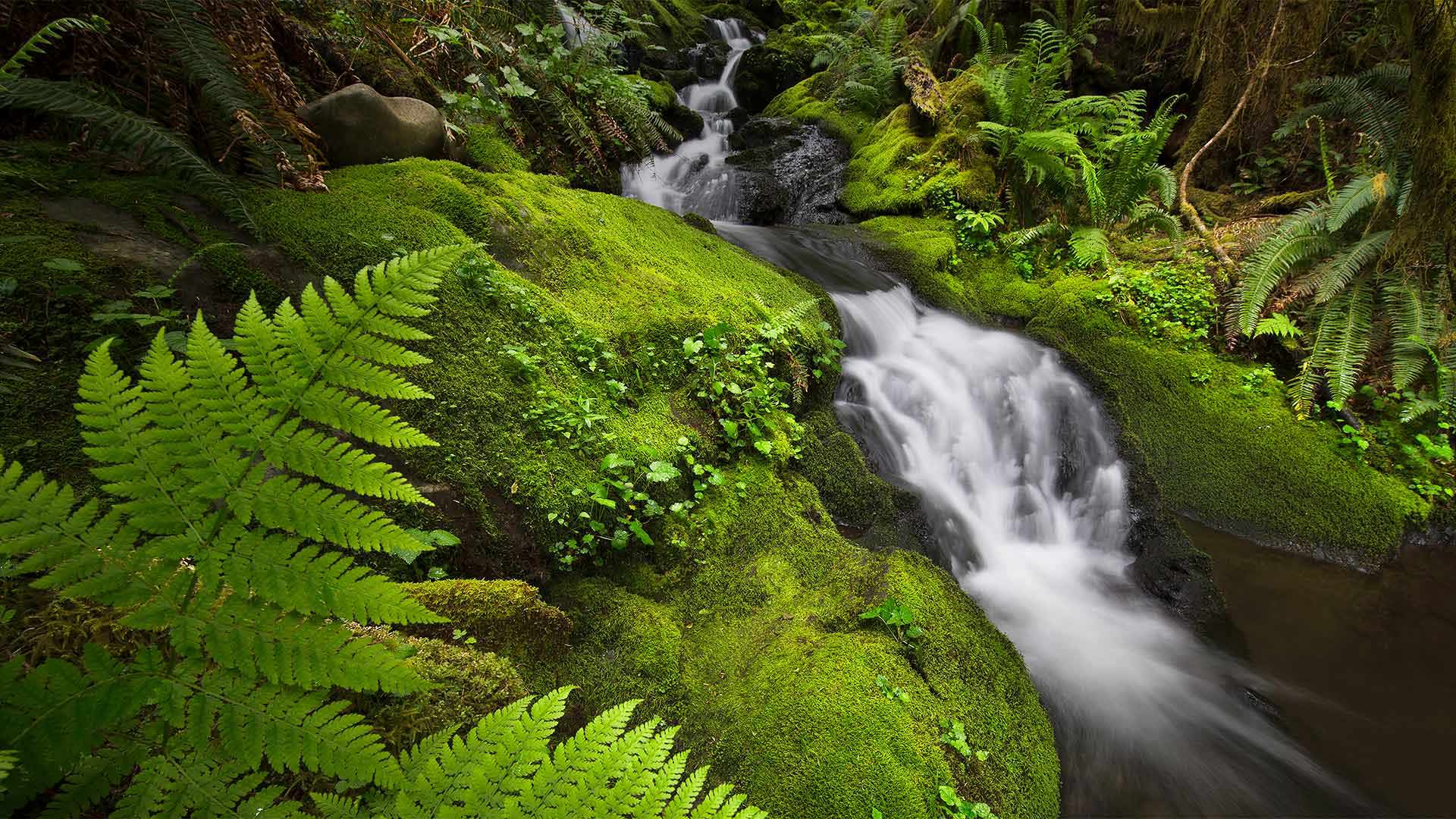 The Quinault Rainforest in Olympic National Park, Washington
