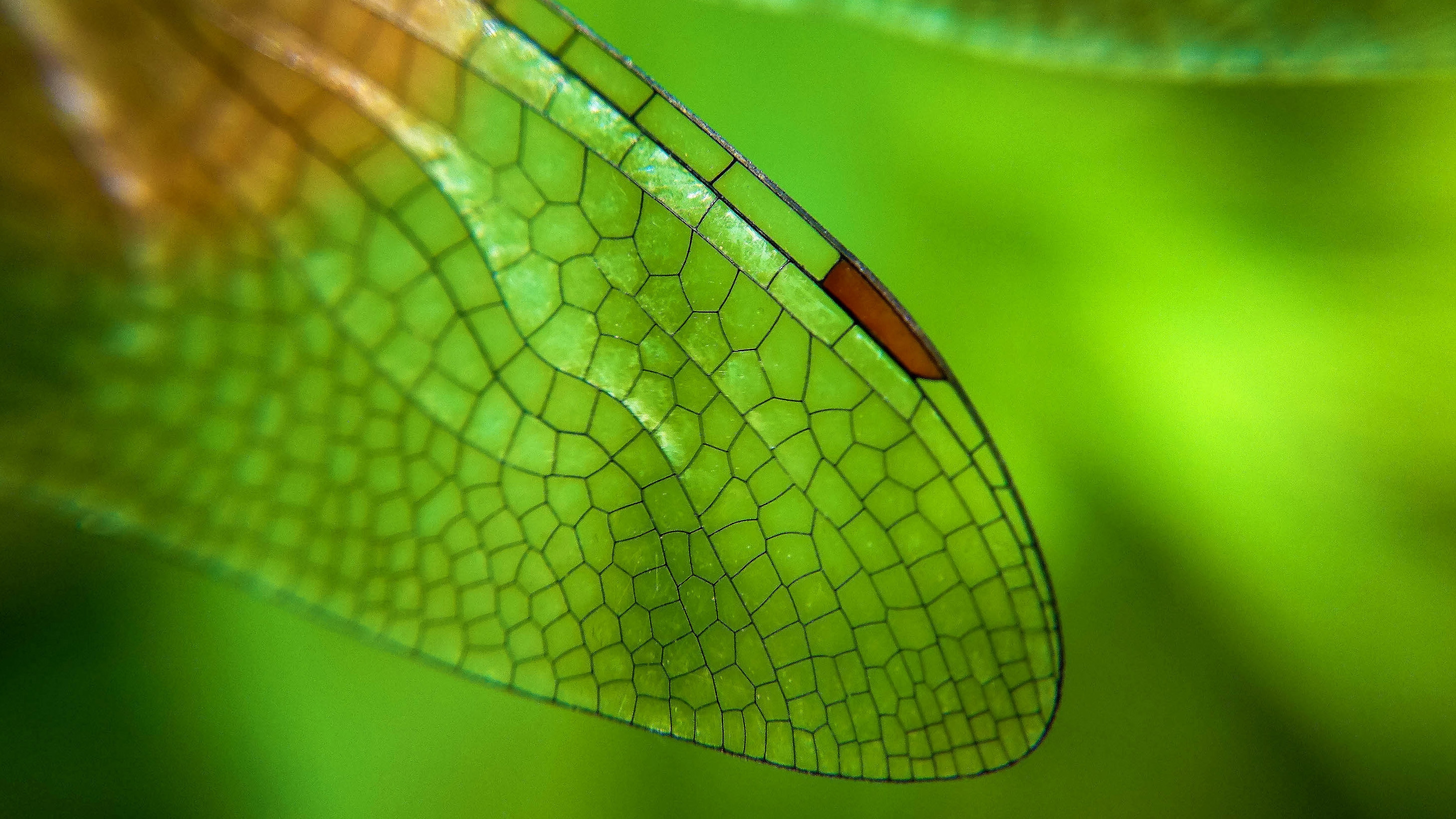 A fossilized carboniferous fern