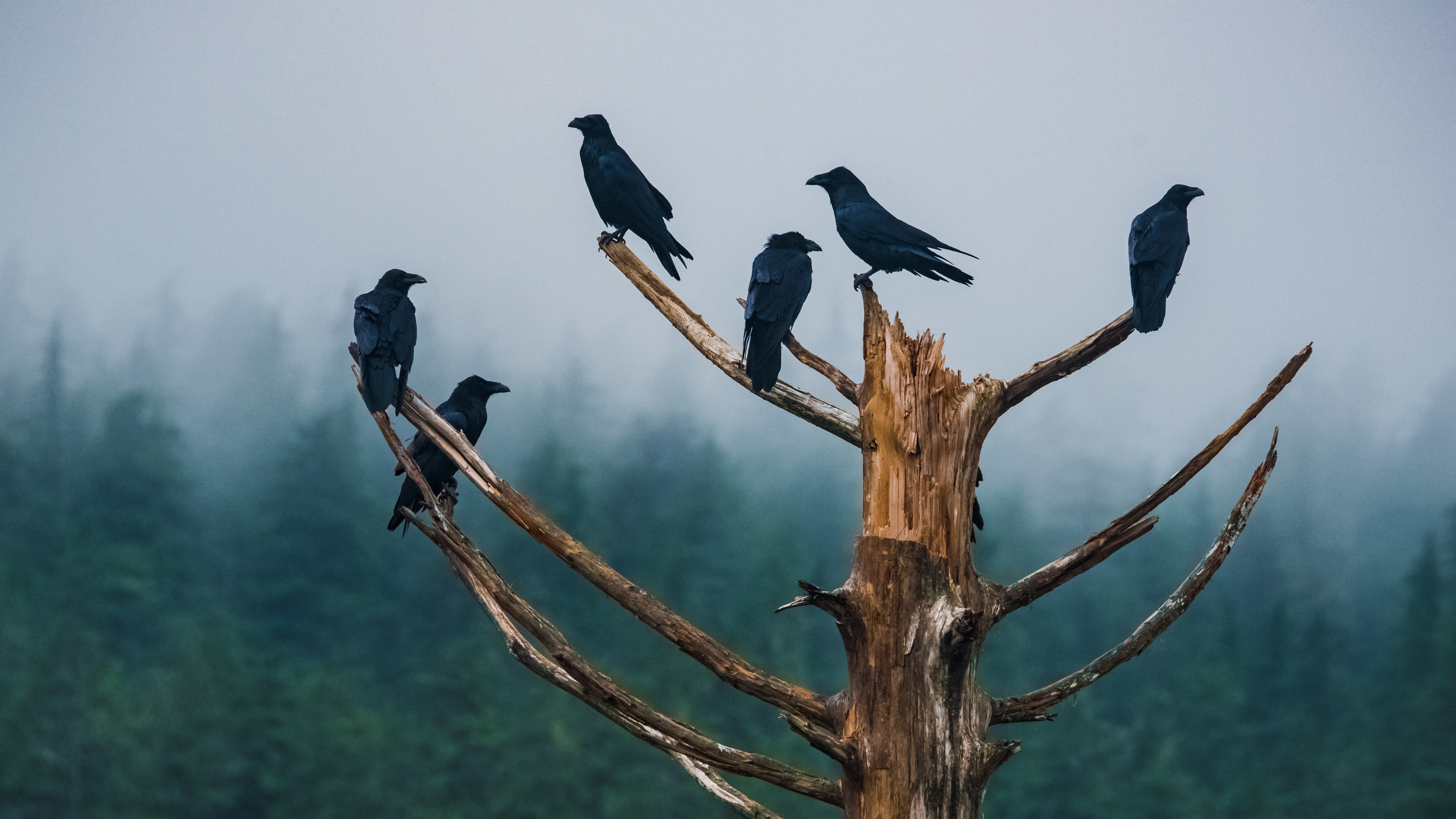 Misty pine forest in the Central Highlands of Vietnam