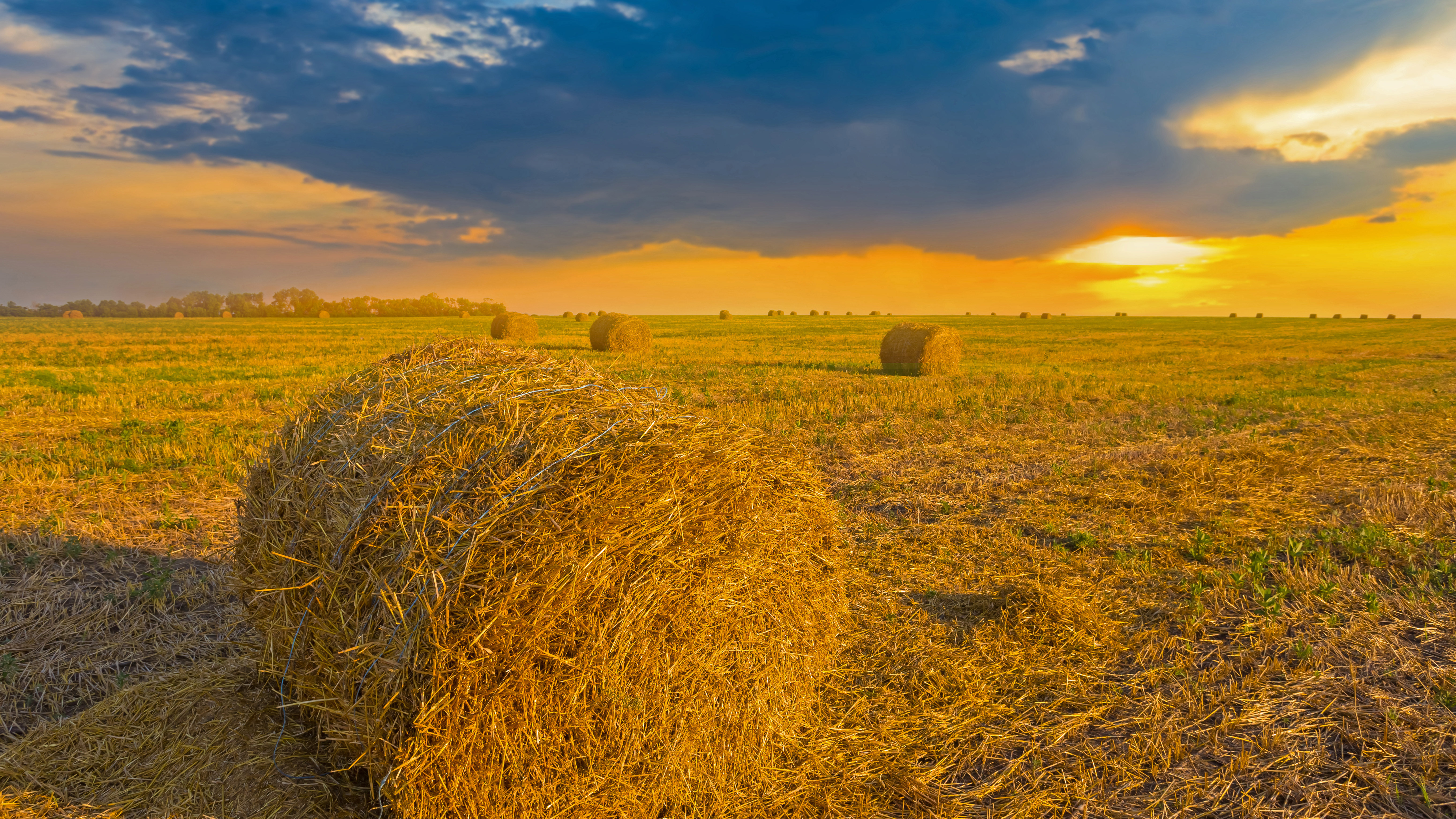 Wheat field in Ukraine