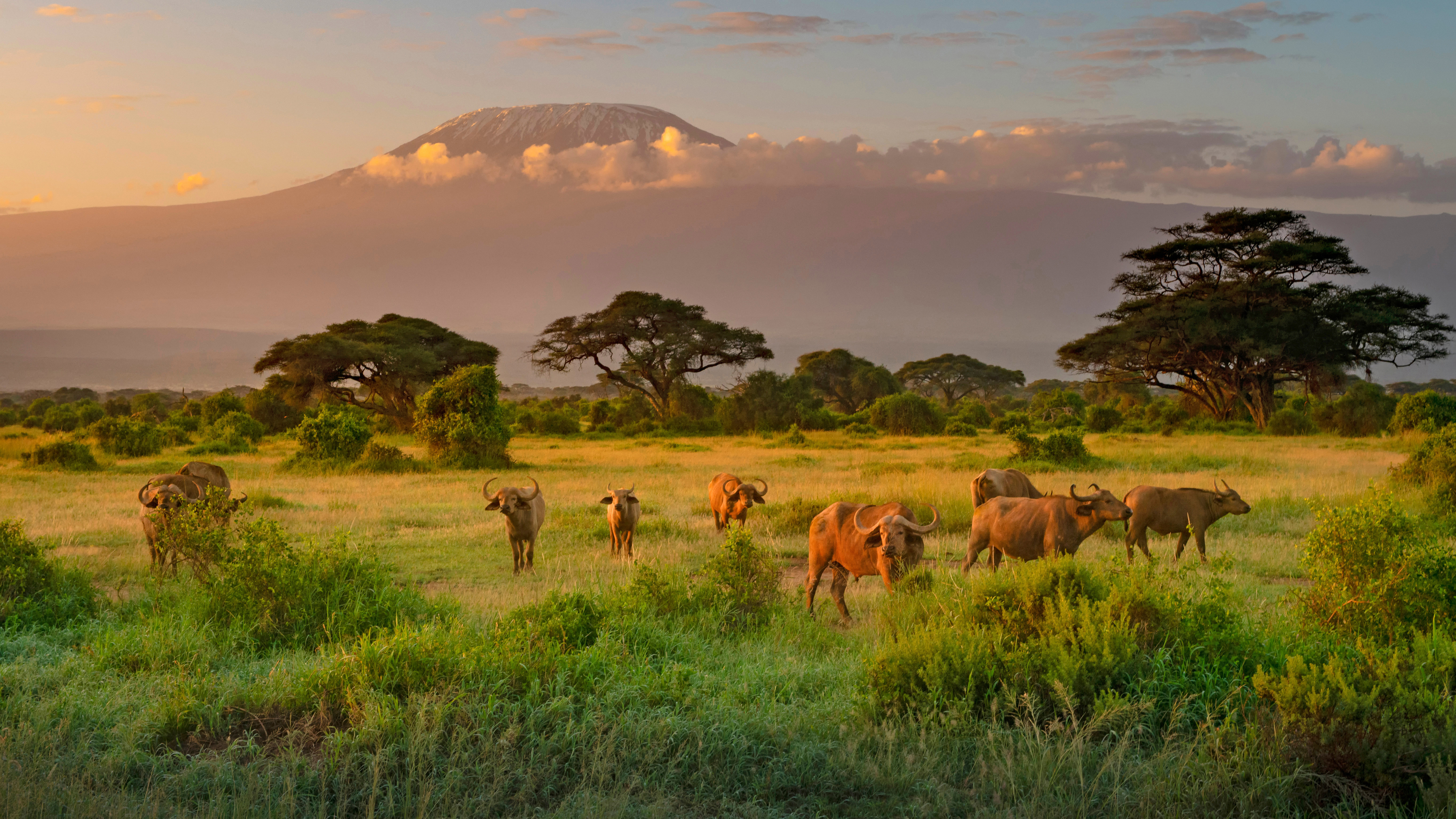 Mount Kilimanjaro with Cape buffaloes in foreground, Amboseli Biosphere Reserve, Kenya