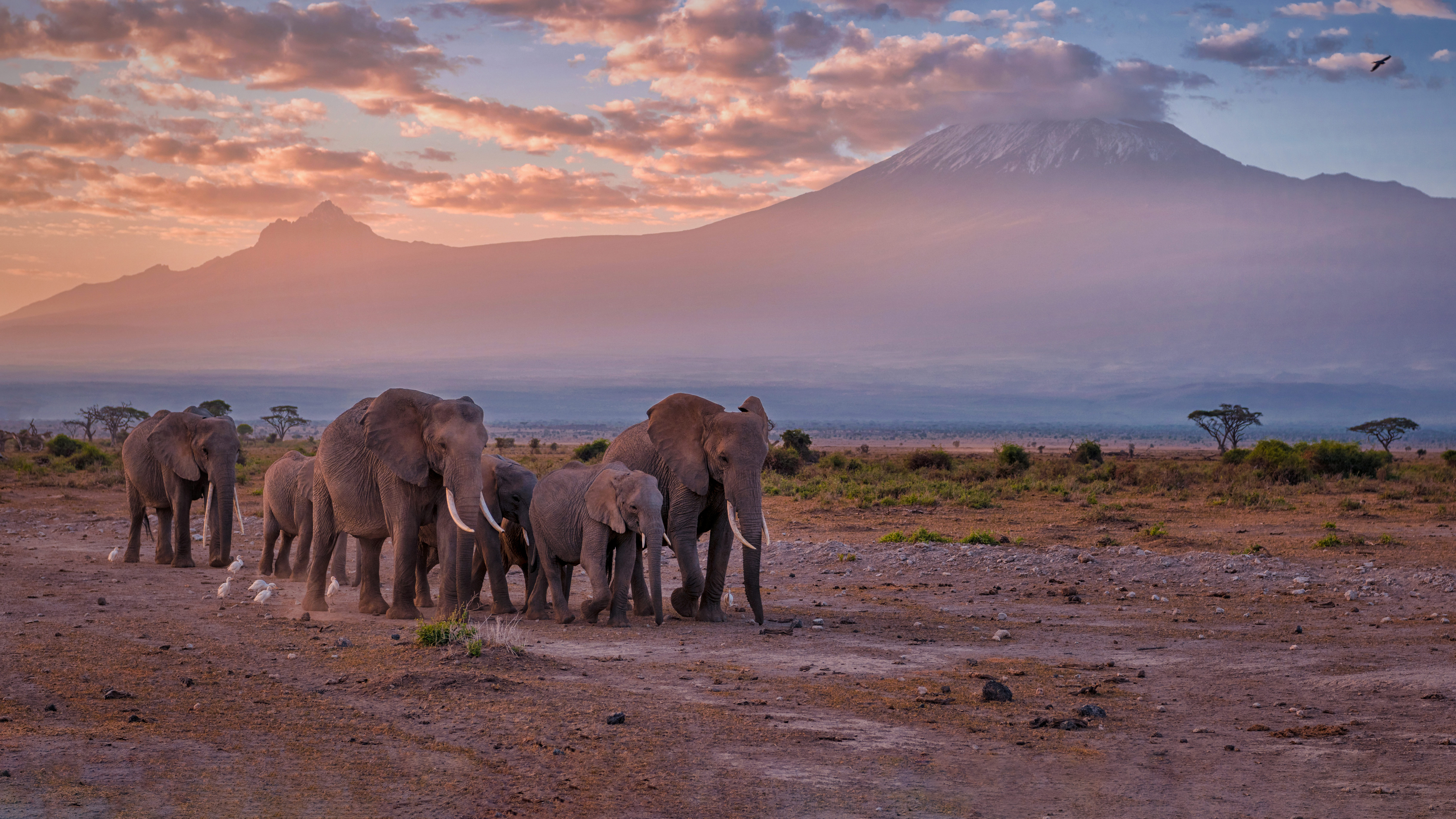 Elephants near Mount Kilimanjaro, Amboseli National Park, Kenya