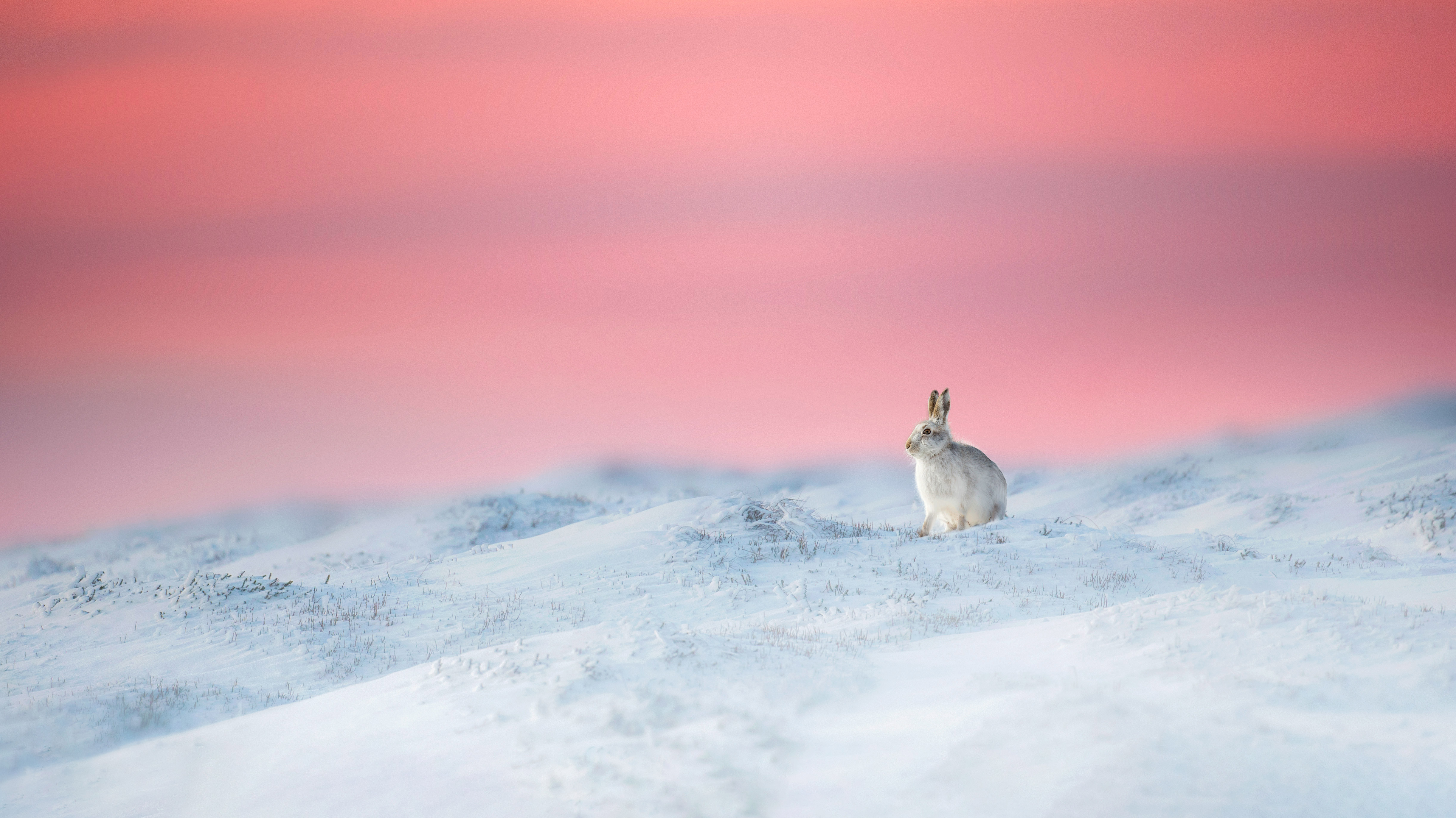 Mountain hare in Derbyshire, England