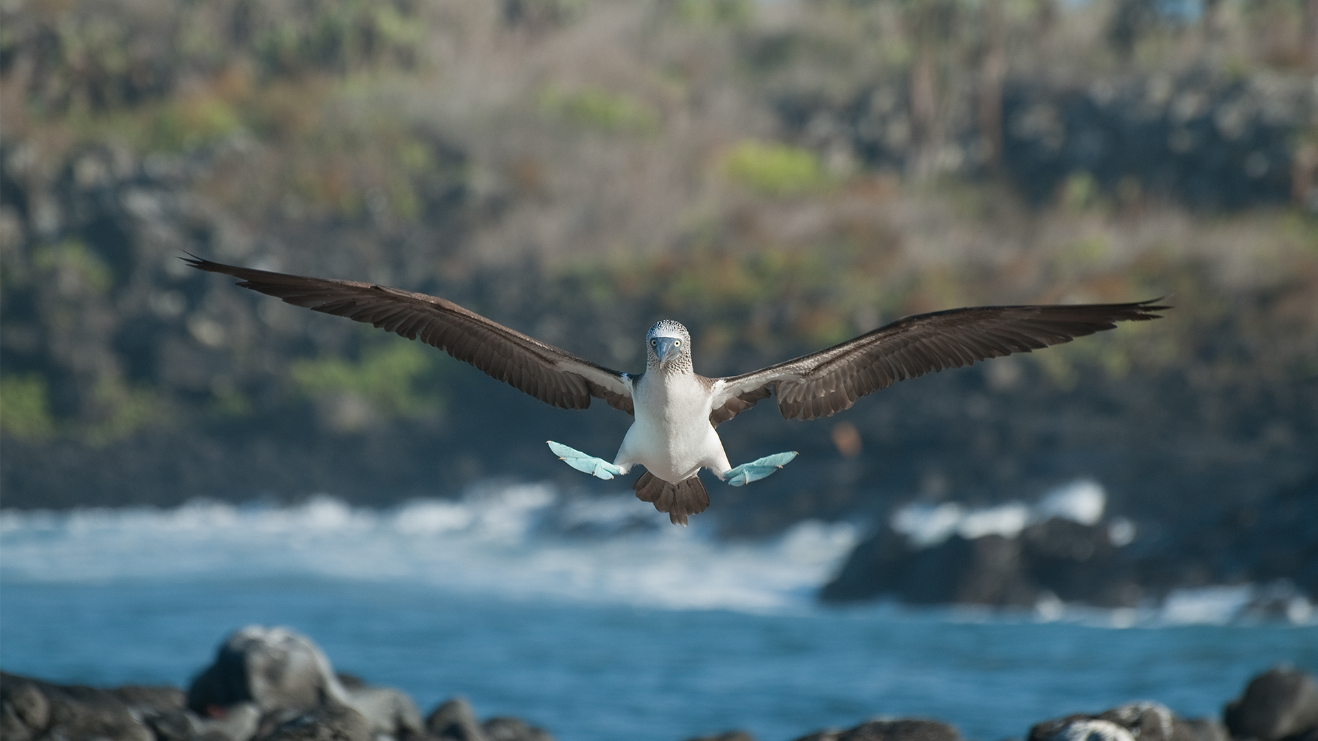 Blue-footed booby, Galápagos Islands, Ecuador