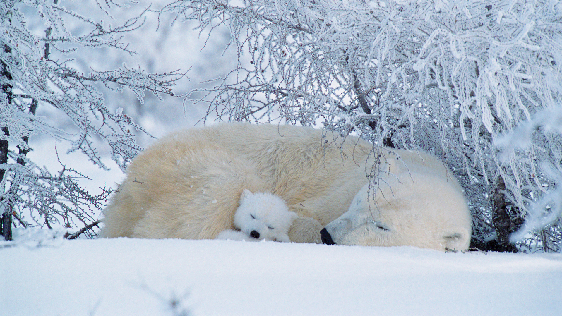 Polar bears asleep in Canada