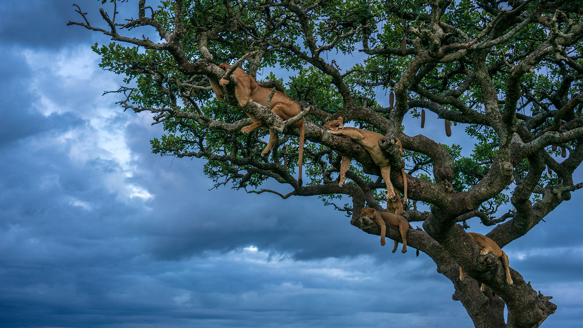 Female lions sleeping, Serengeti National Park, Tanzania