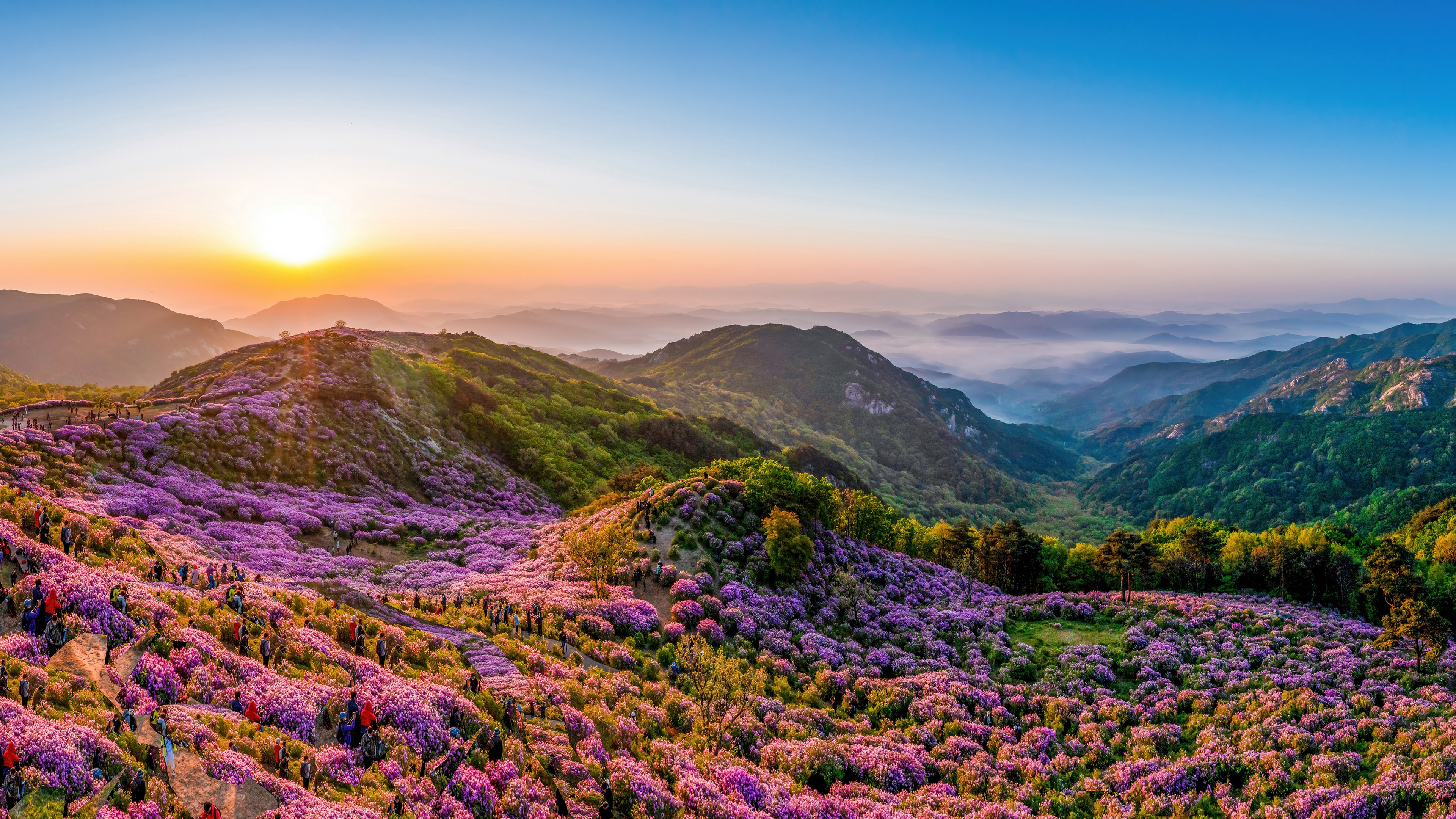 Royal azaleas in bloom on Hwangmaesan Mountain, South Korea