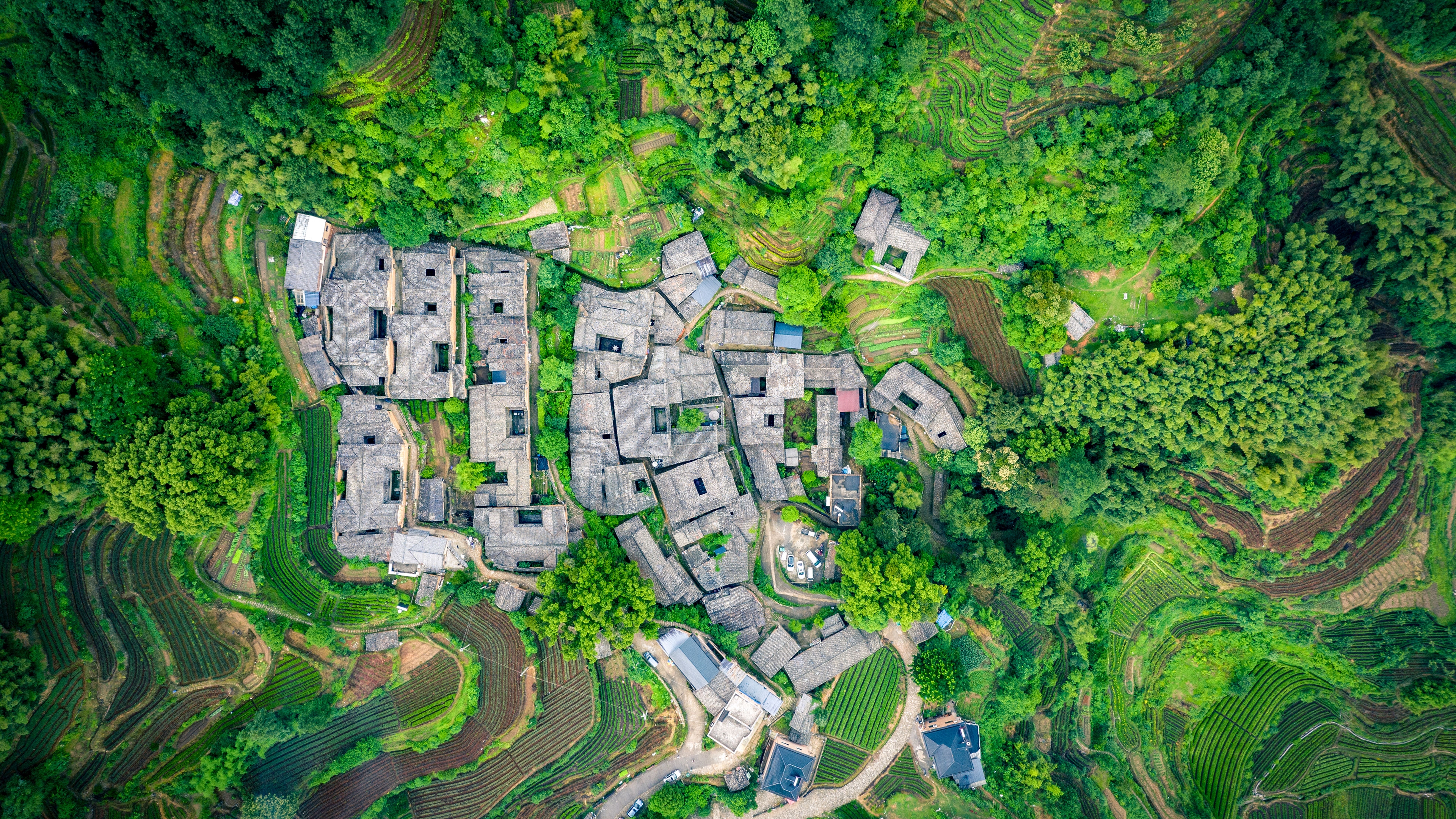 杨家塘村茶园，松阳县，中国