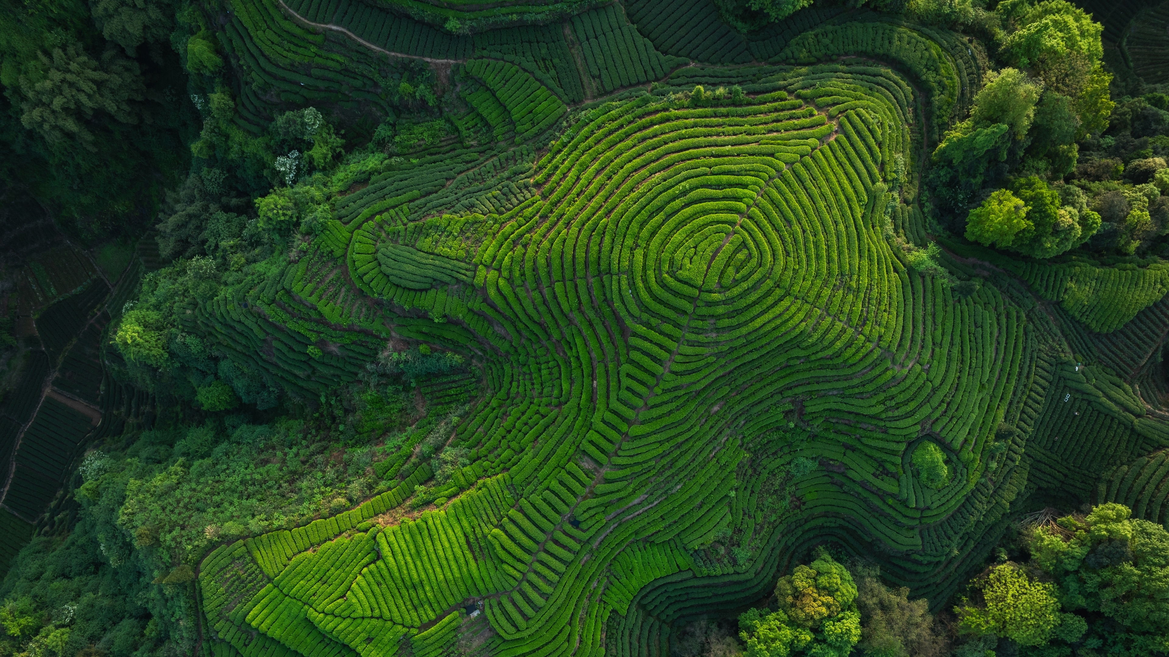 四川省的茶梯田, 中国