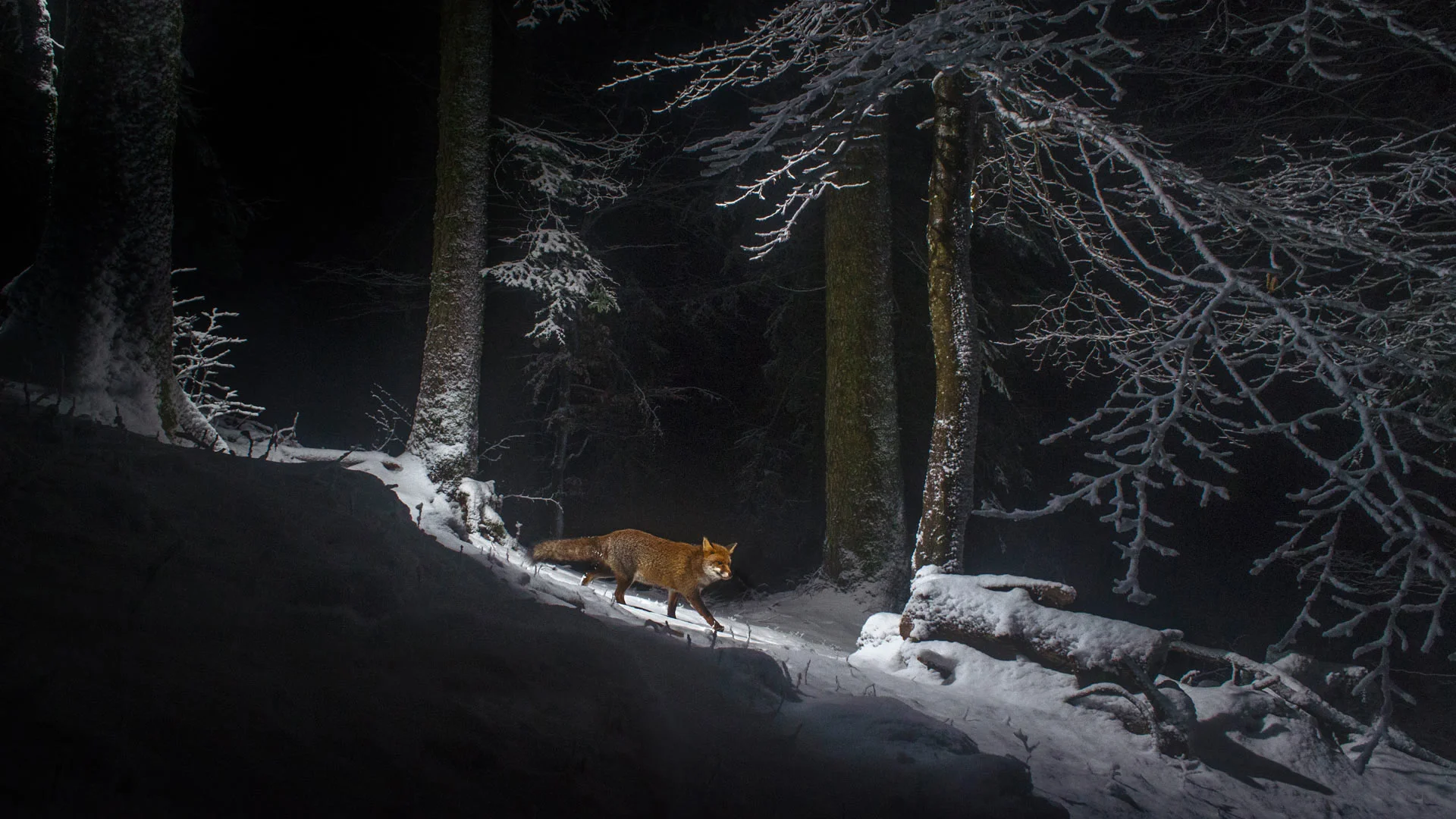 A red fox on the Swiss side of the Jura Mountain range