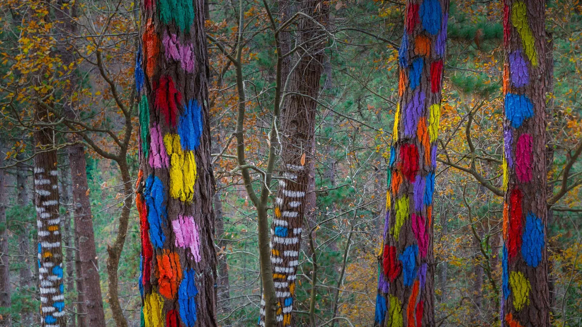 The ‘Living Forest’ in the Oma Valley of Biscay, Spain