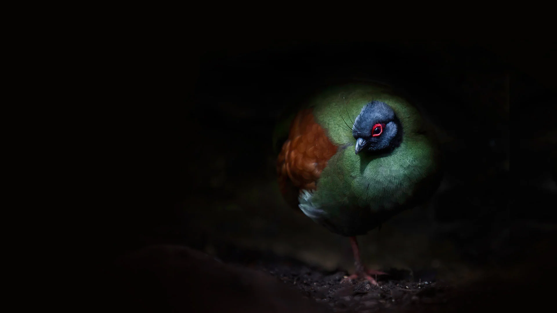 A crested partridge