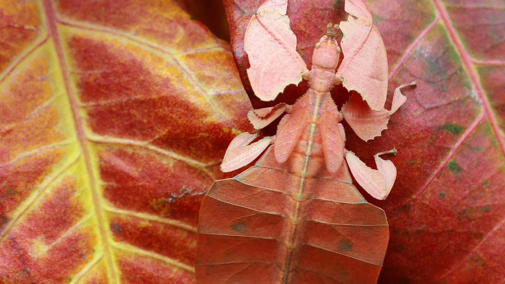 Leaf insect, Indonesia