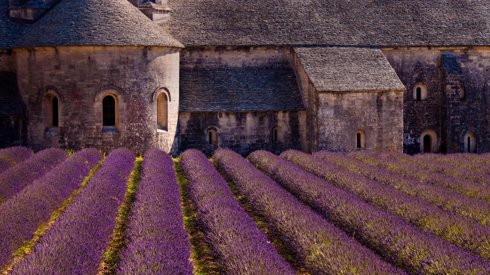 Blooming field of lavender at Sénanque Abbey, Gordes, Vaucluse, Provence Alpes Cote dAzur, France