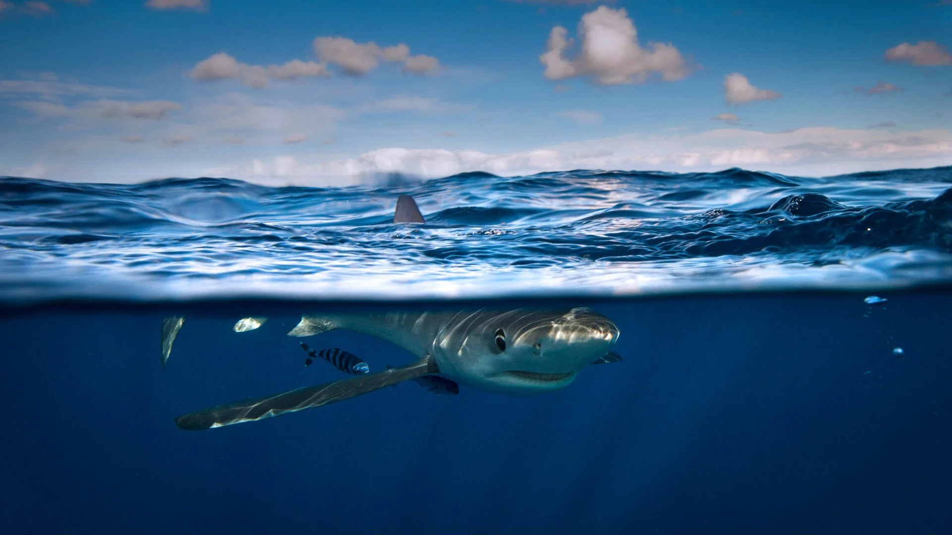 In recognition of Shark Awareness Day, a blue shark near Cork, Ireland