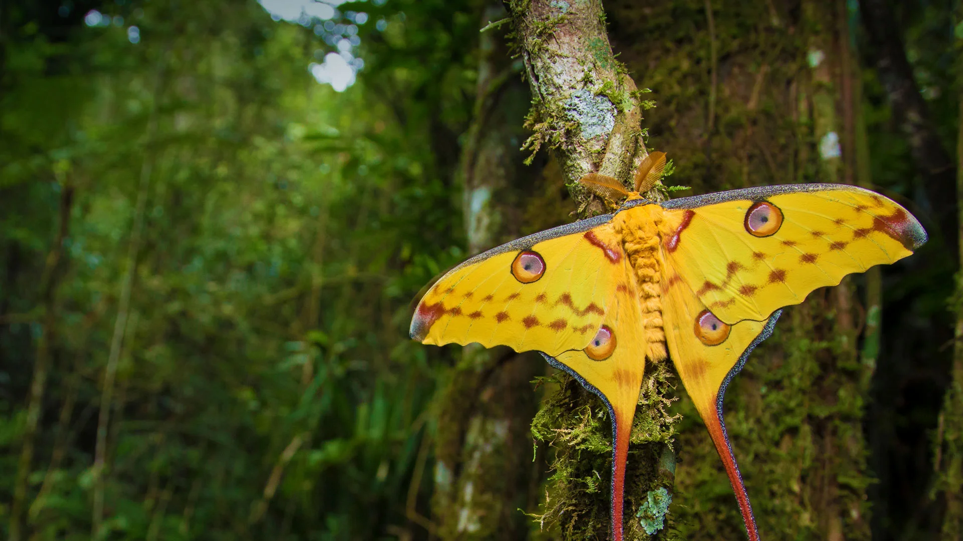 Comet moth in Ranomafana National Park, Madagascar