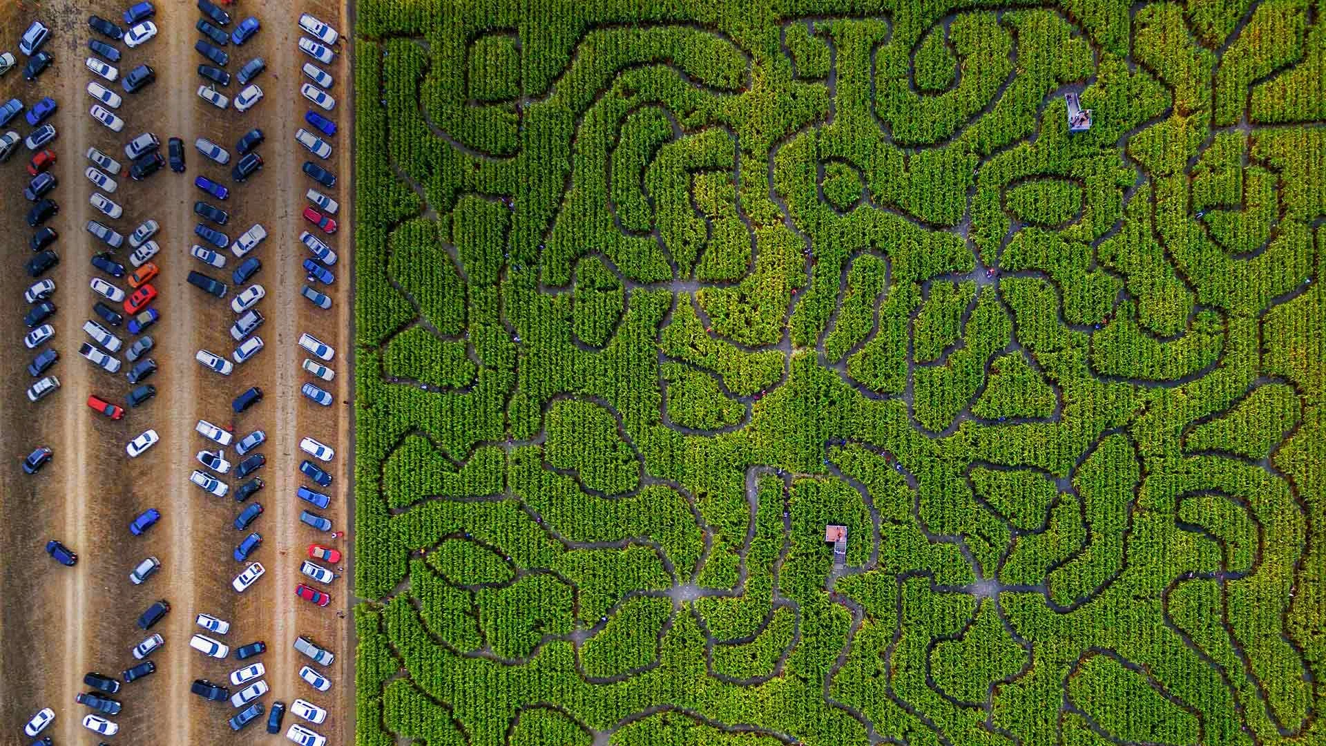 A corn maze in Petaluma, California