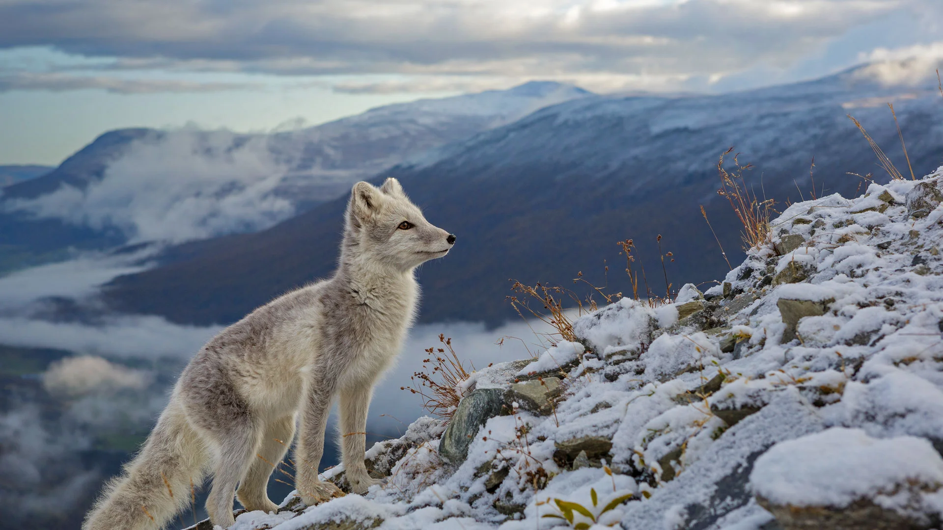 An Arctic fox in Dovrefjell, Norway
