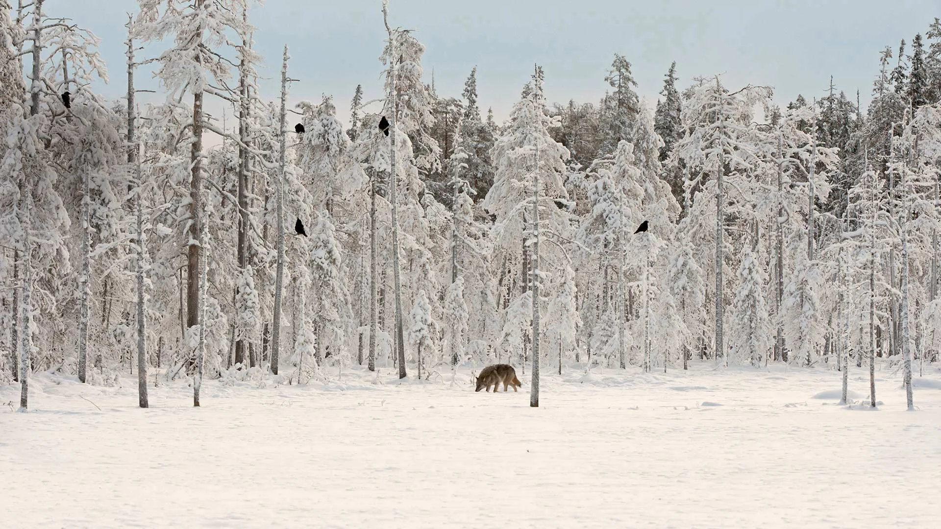 Gray wolf with flock of ravens in Finland