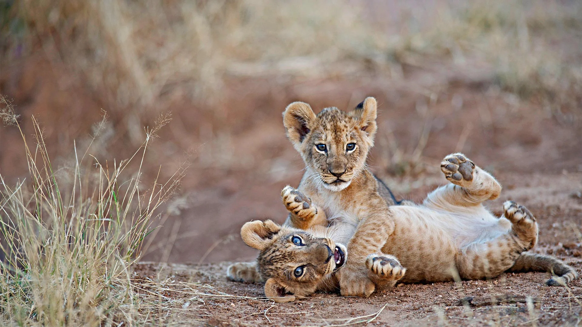 For Siblings Day, lion cubs wrestling in Samburu National Reserve, Kenya