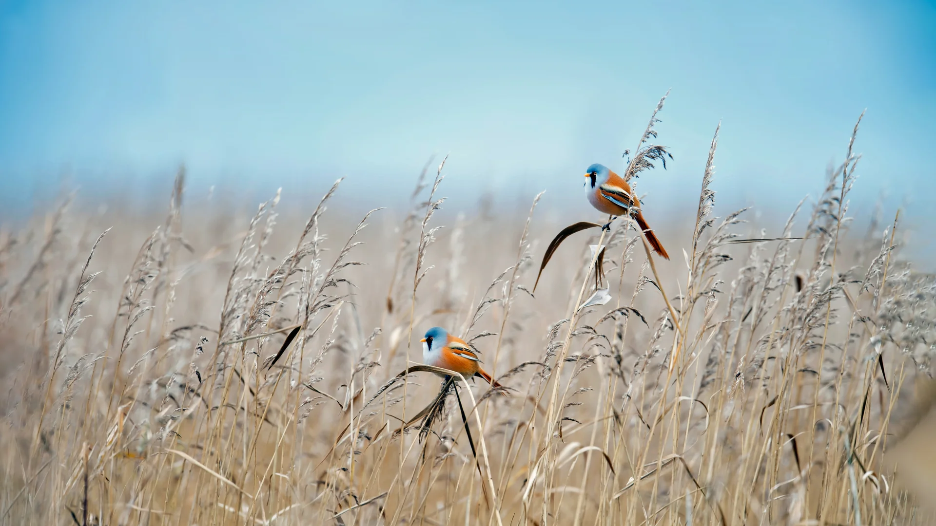 Bearded reedlings at a wetland in Flevoland, Netherlands