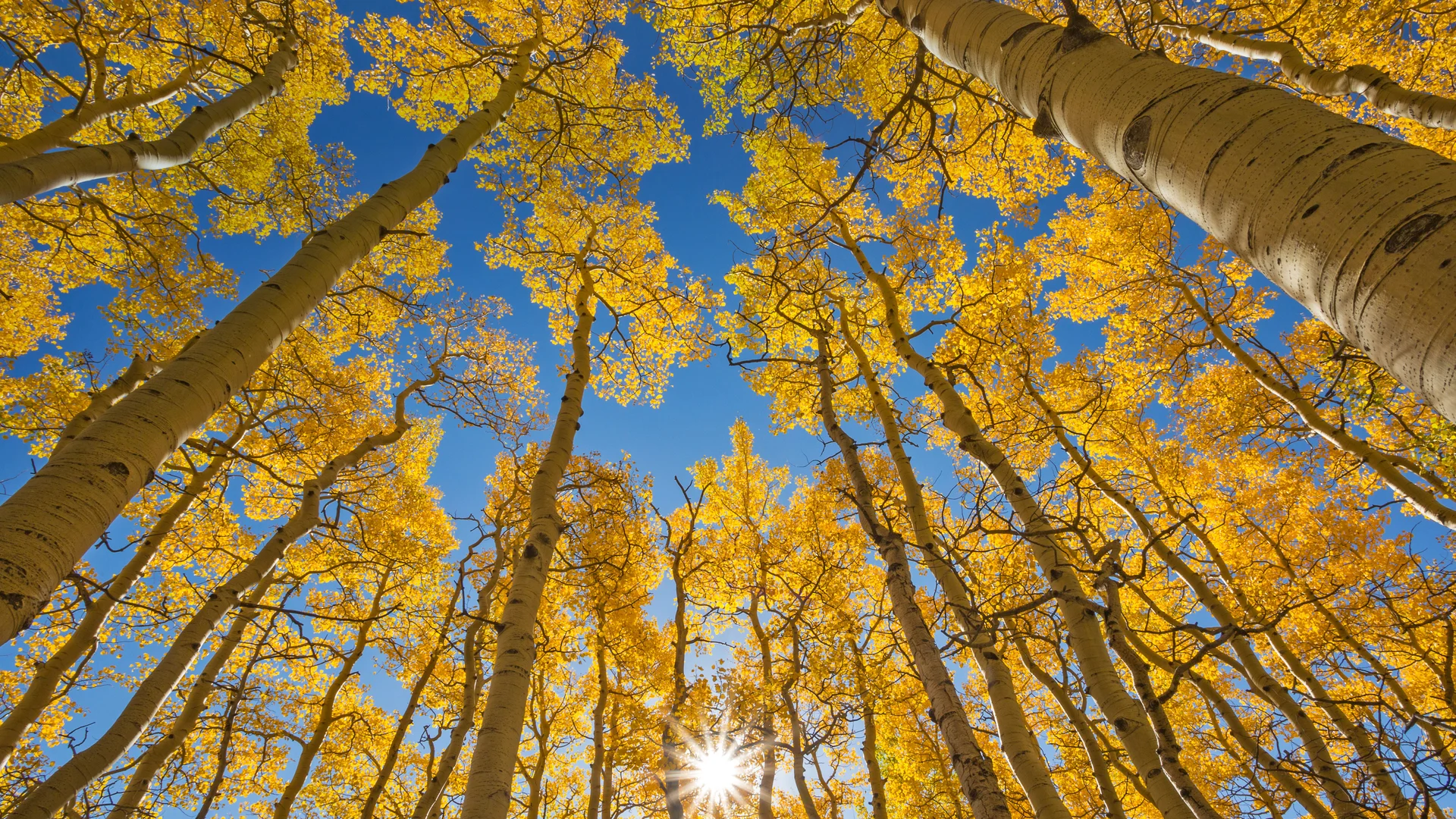 The aspen canopy along the Last Dollar Road near Telluride, Colorado