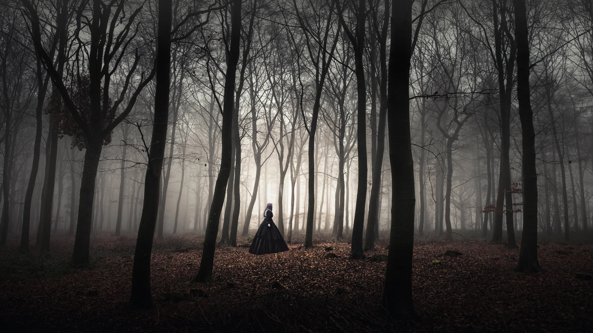 Trees in Wychwood Forest near Chipping Norton, Oxfordshire, England