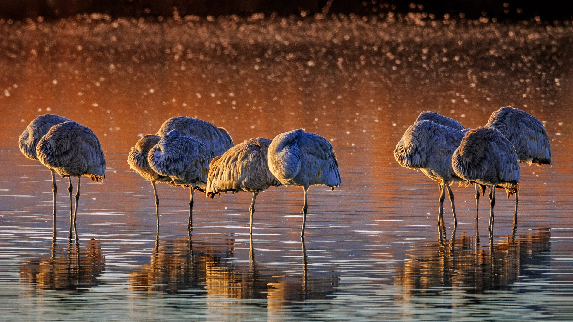 Sandhill cranes, Bosque del Apache National Wildlife Refuge, New Mexico