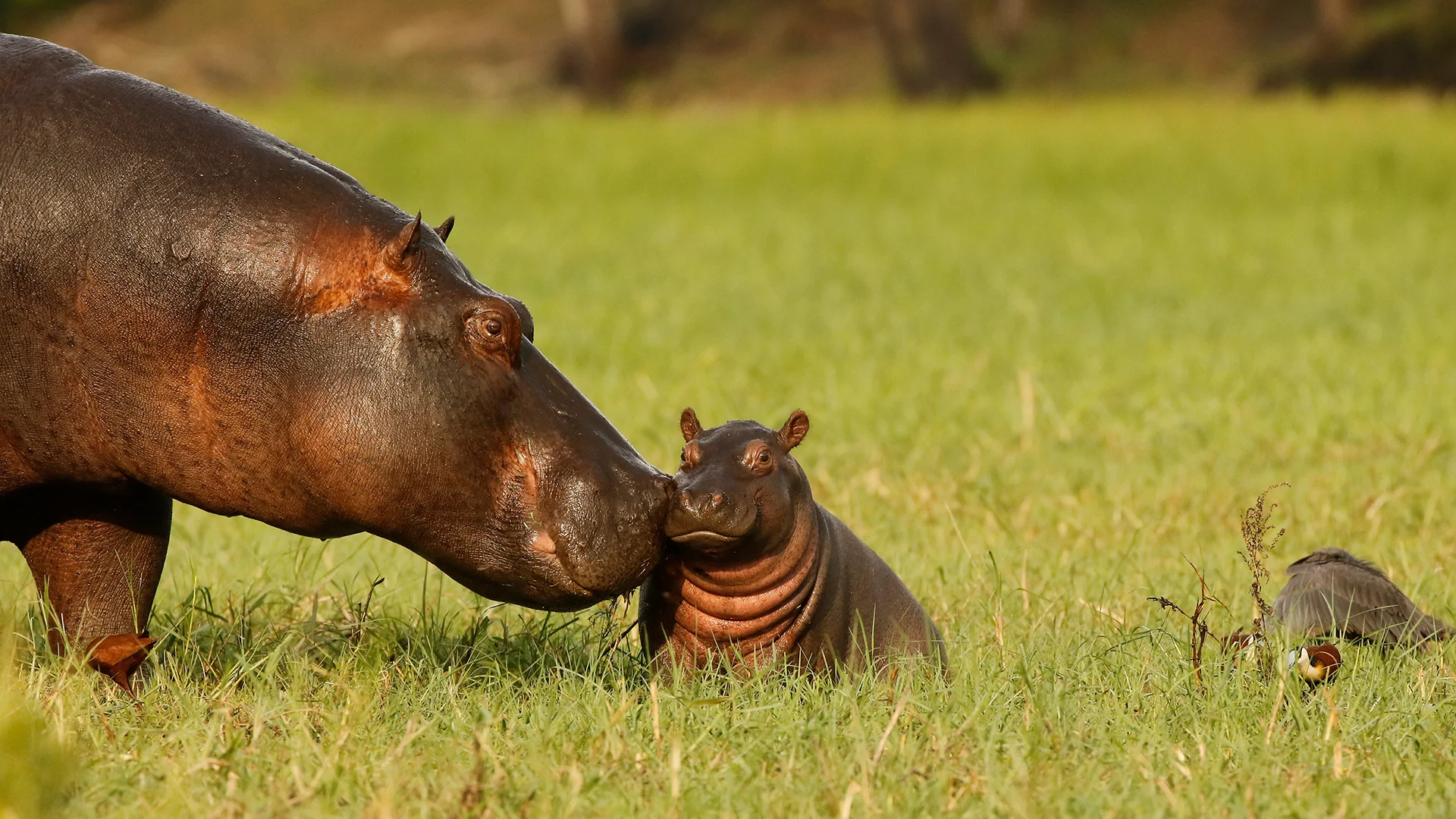 Hippopotamus mother and baby, Chobe National Park, Botswana