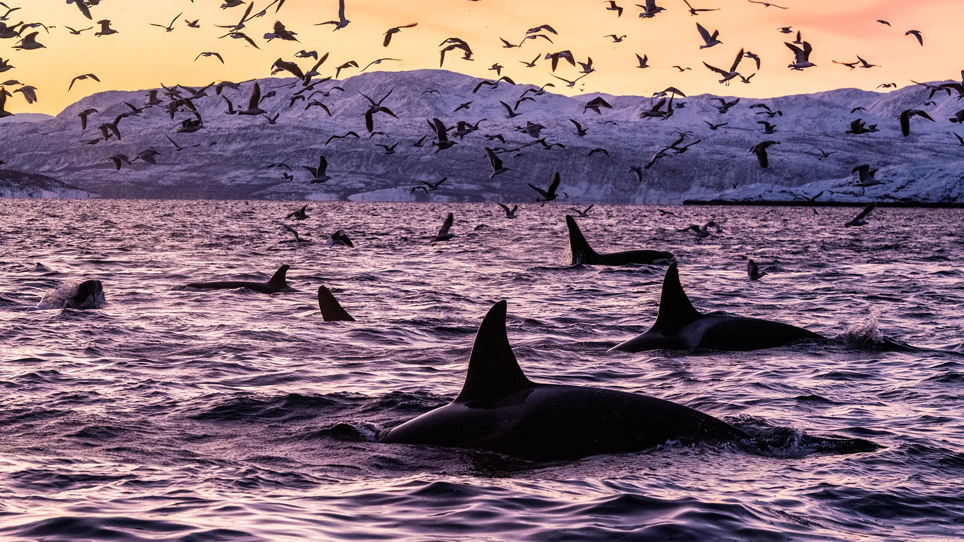 Killer whales in the waters off Spildra, Norway
