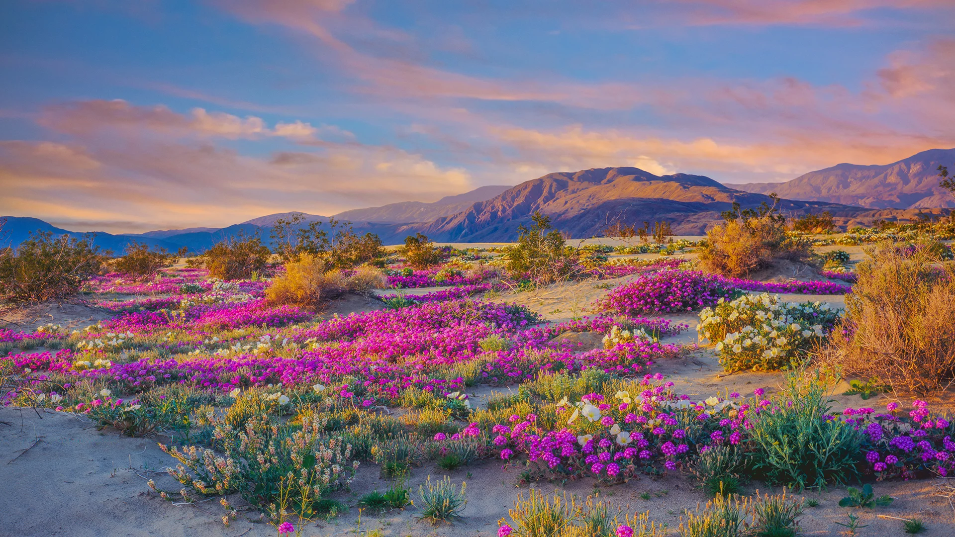 Wildflowers in Anza-Borrego Desert State Park, California