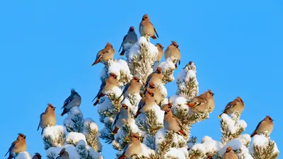 Bohemian waxwings in Kuusamo, Finland